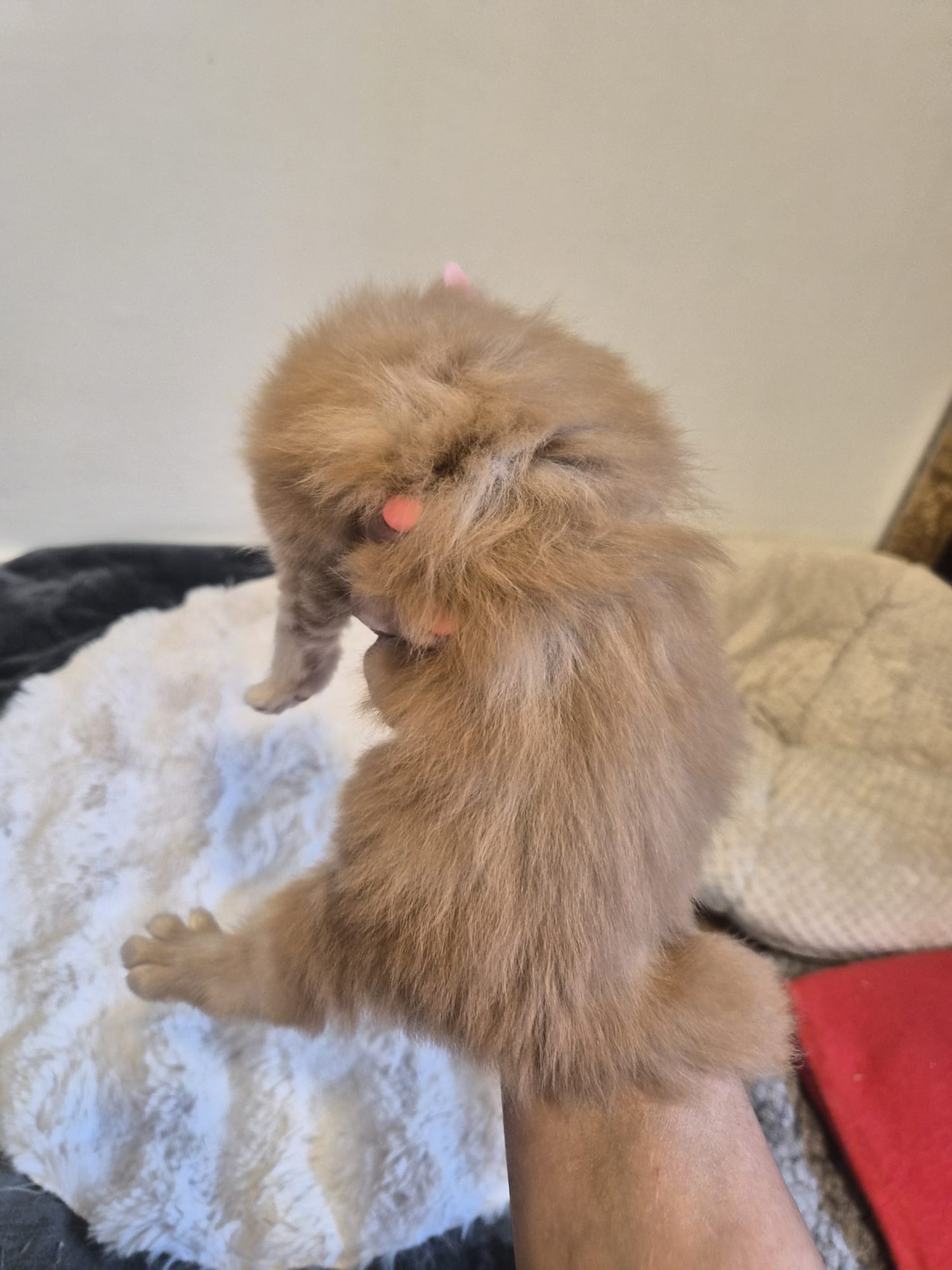 Biju – Male Chaton