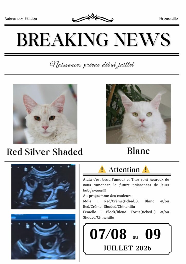 Mariage entre Alala & Male Blanc Thor - Maine Coon