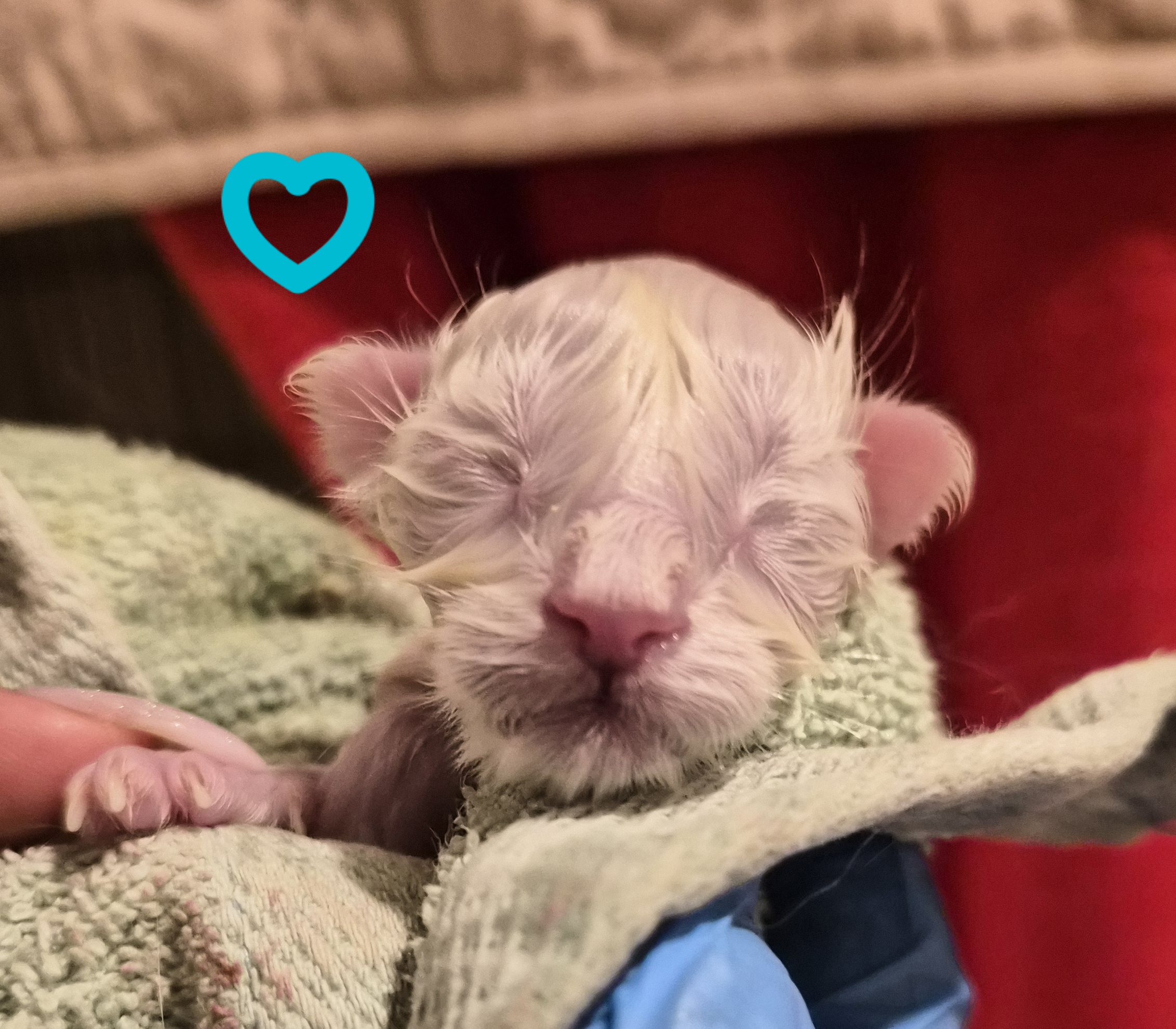 Blue – Chaton Blanc
