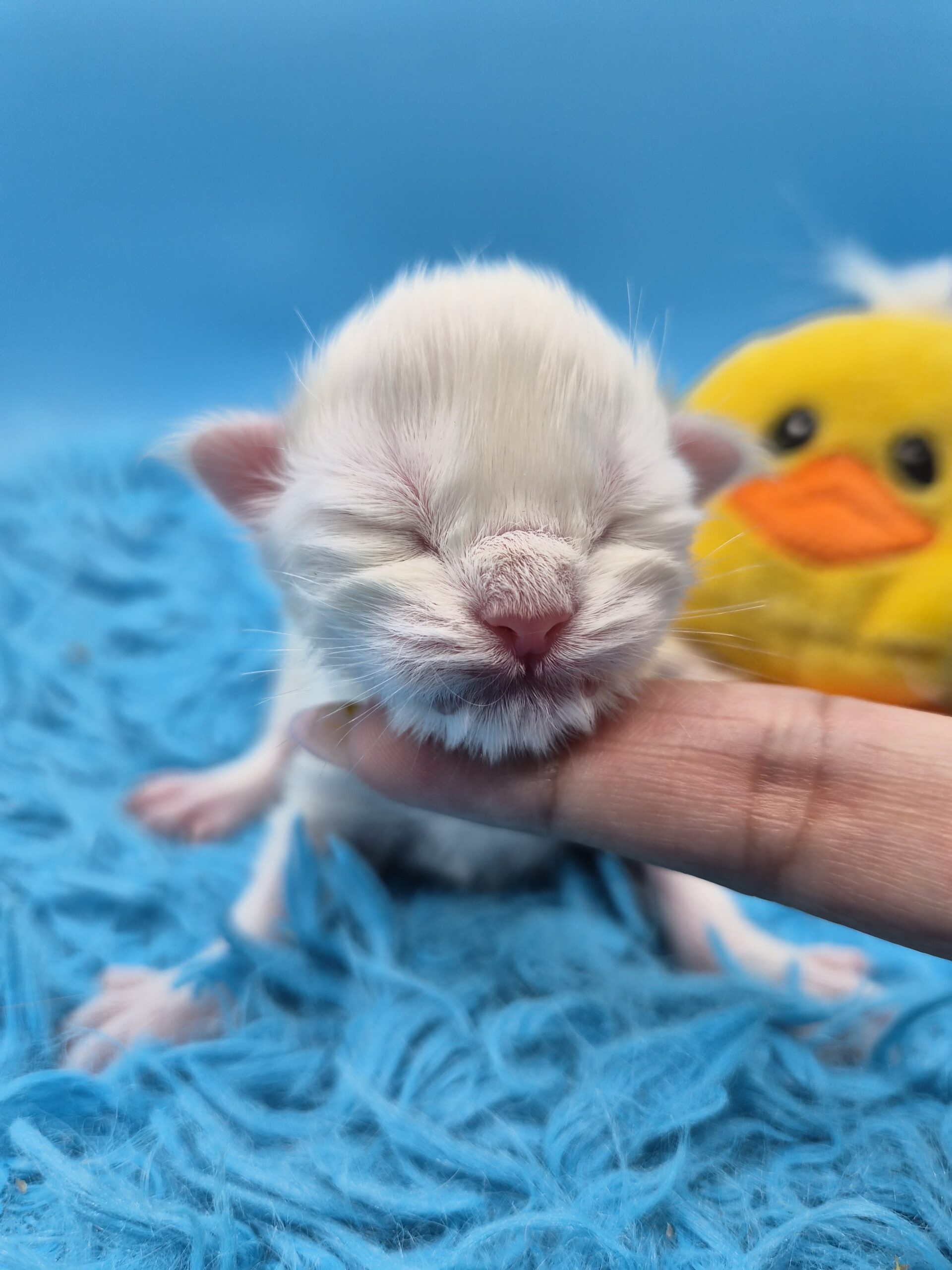 Blue – Chaton Blanc