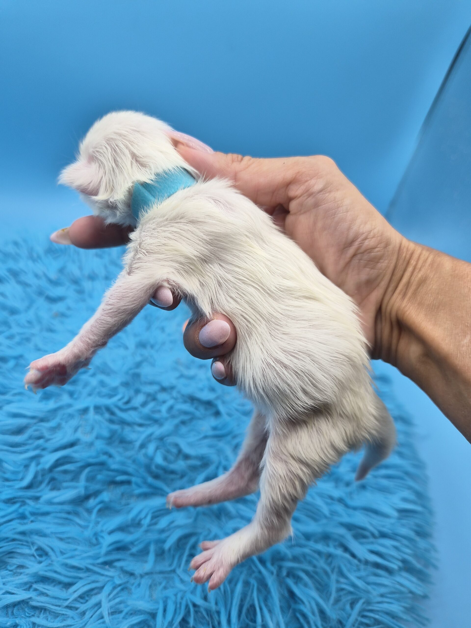 Blue – Chaton Blanc