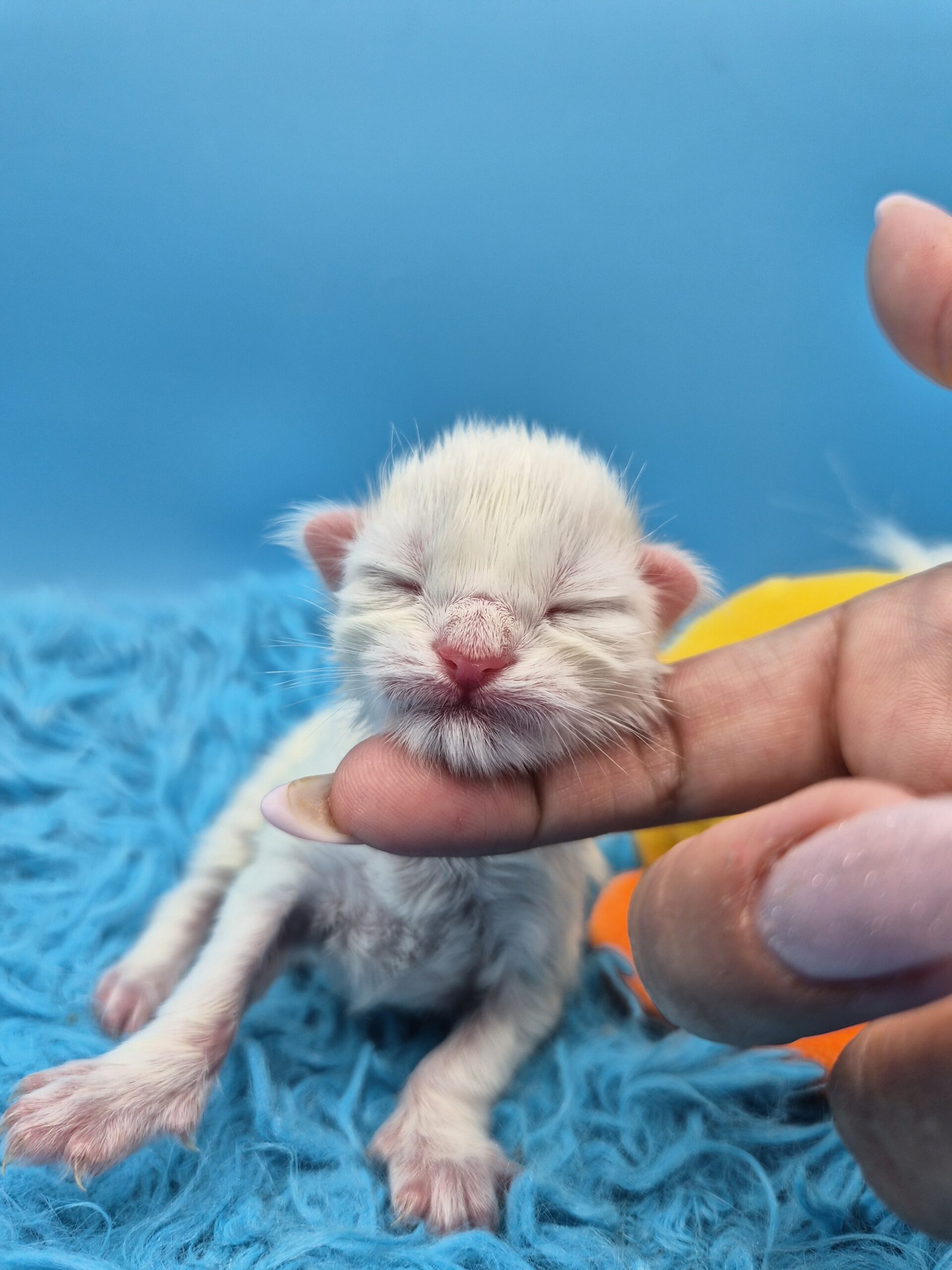 Brooks – Chaton Blanc