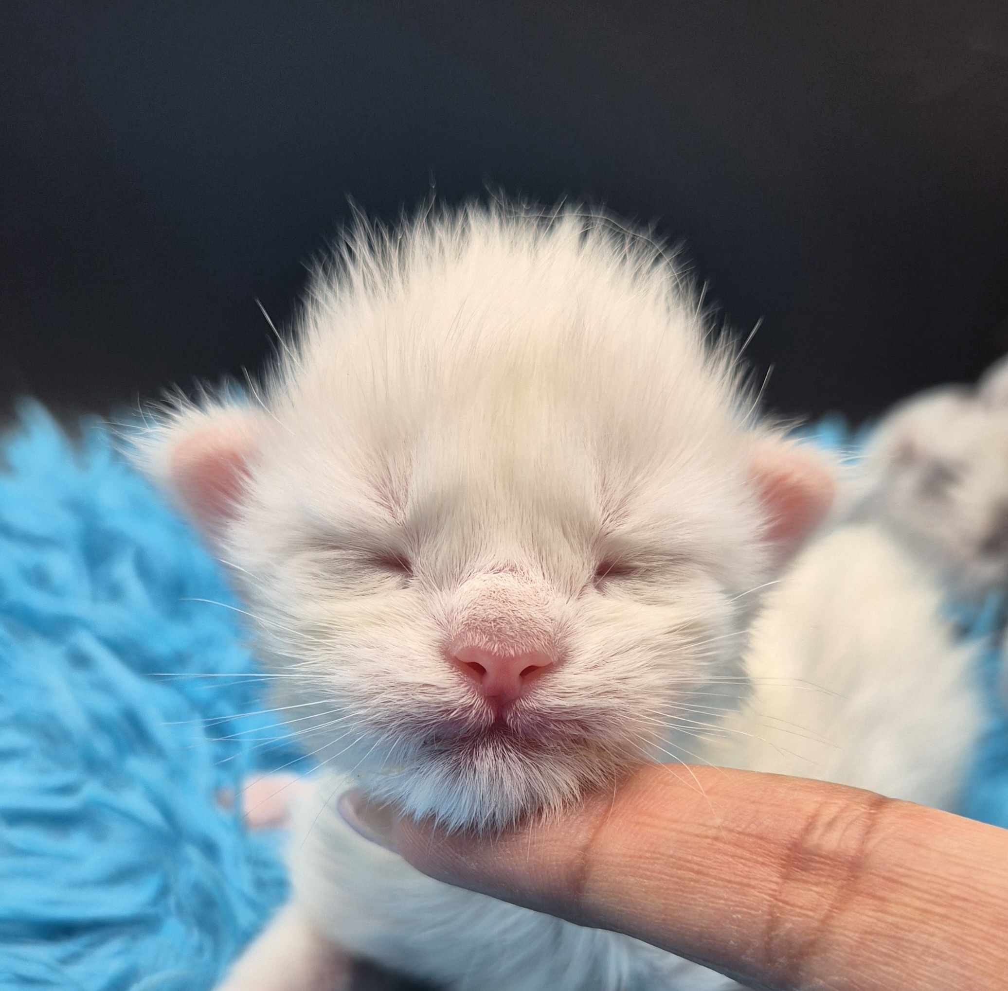 Brooks – Chaton Blanc