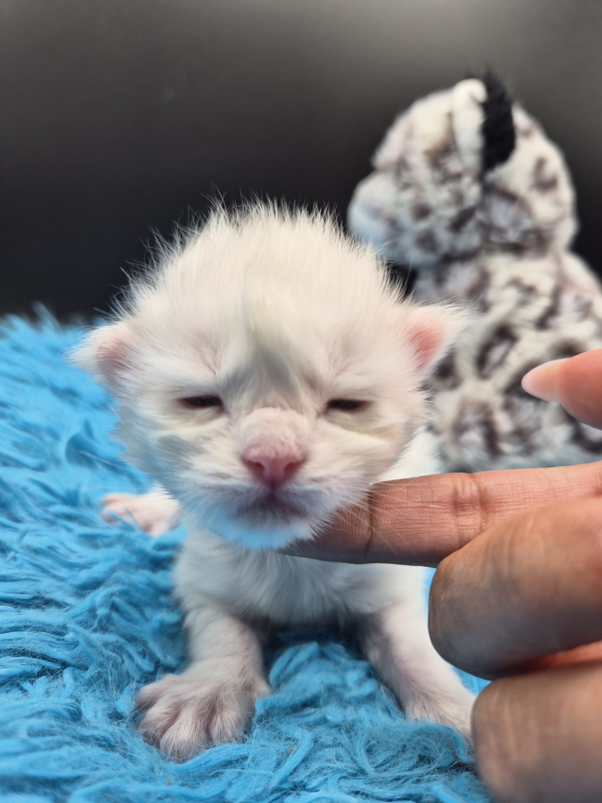 Blue – Chaton Blanc