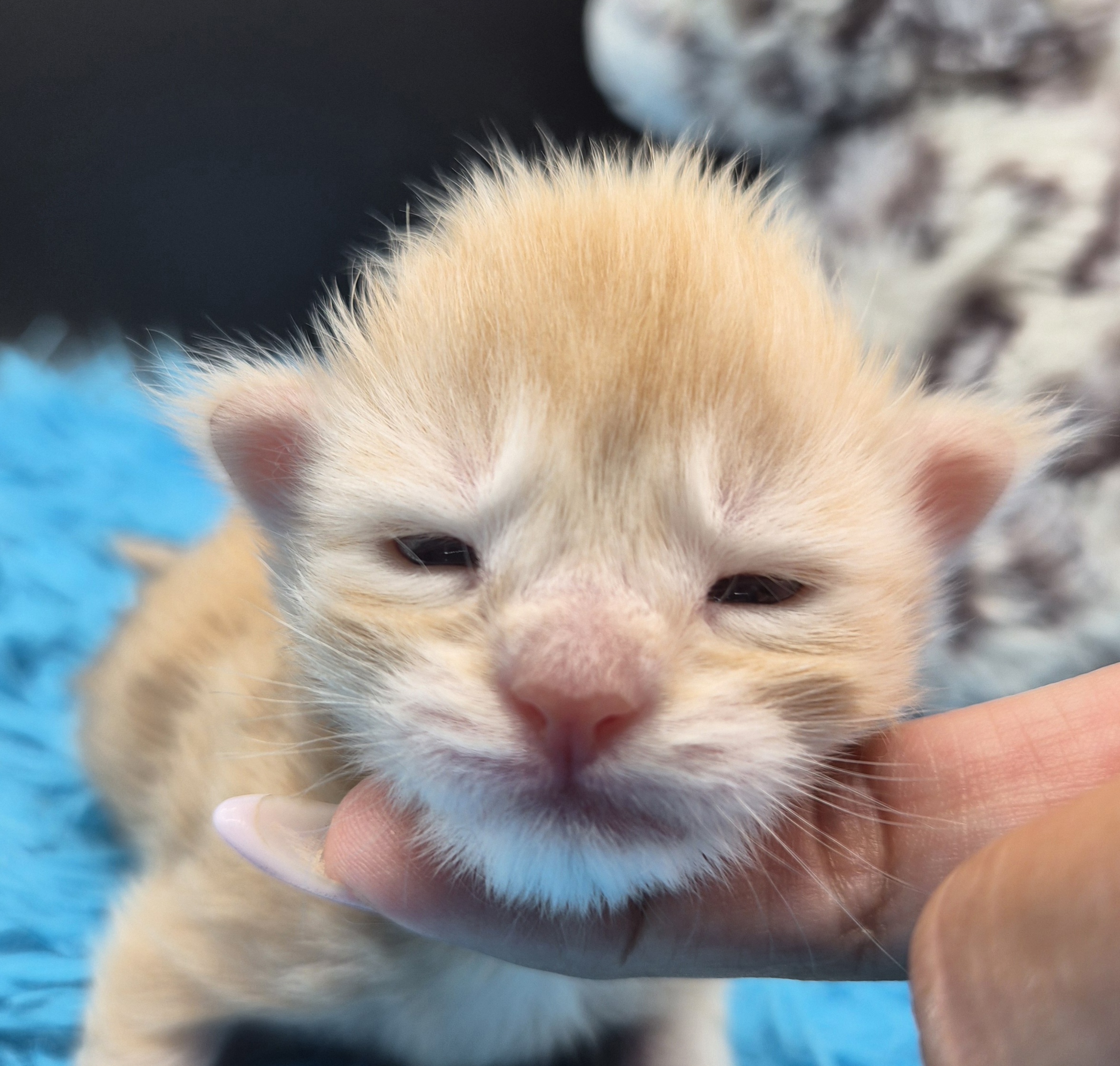 Browny – Chaton Red Smoke