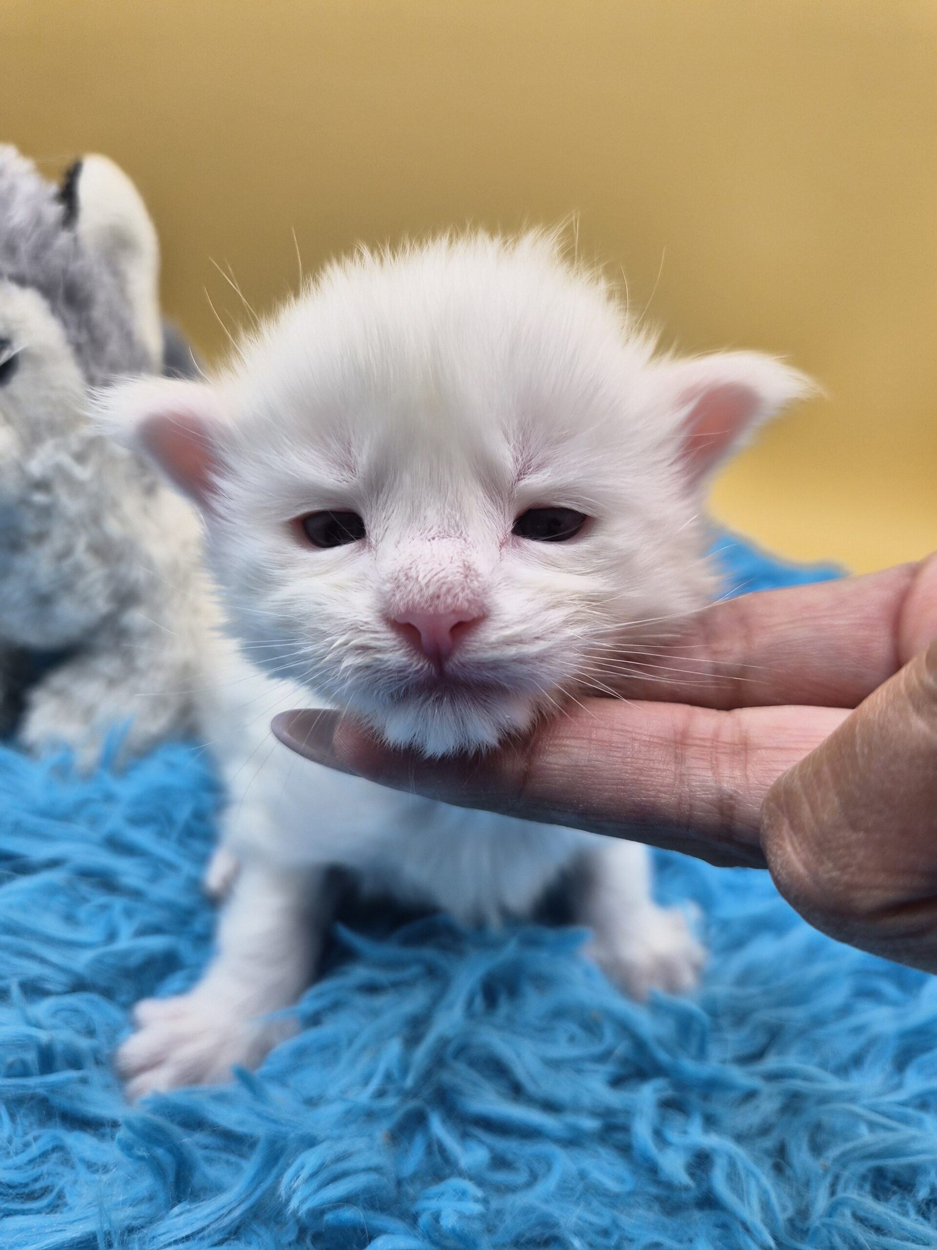 Blue – Chaton Blanc