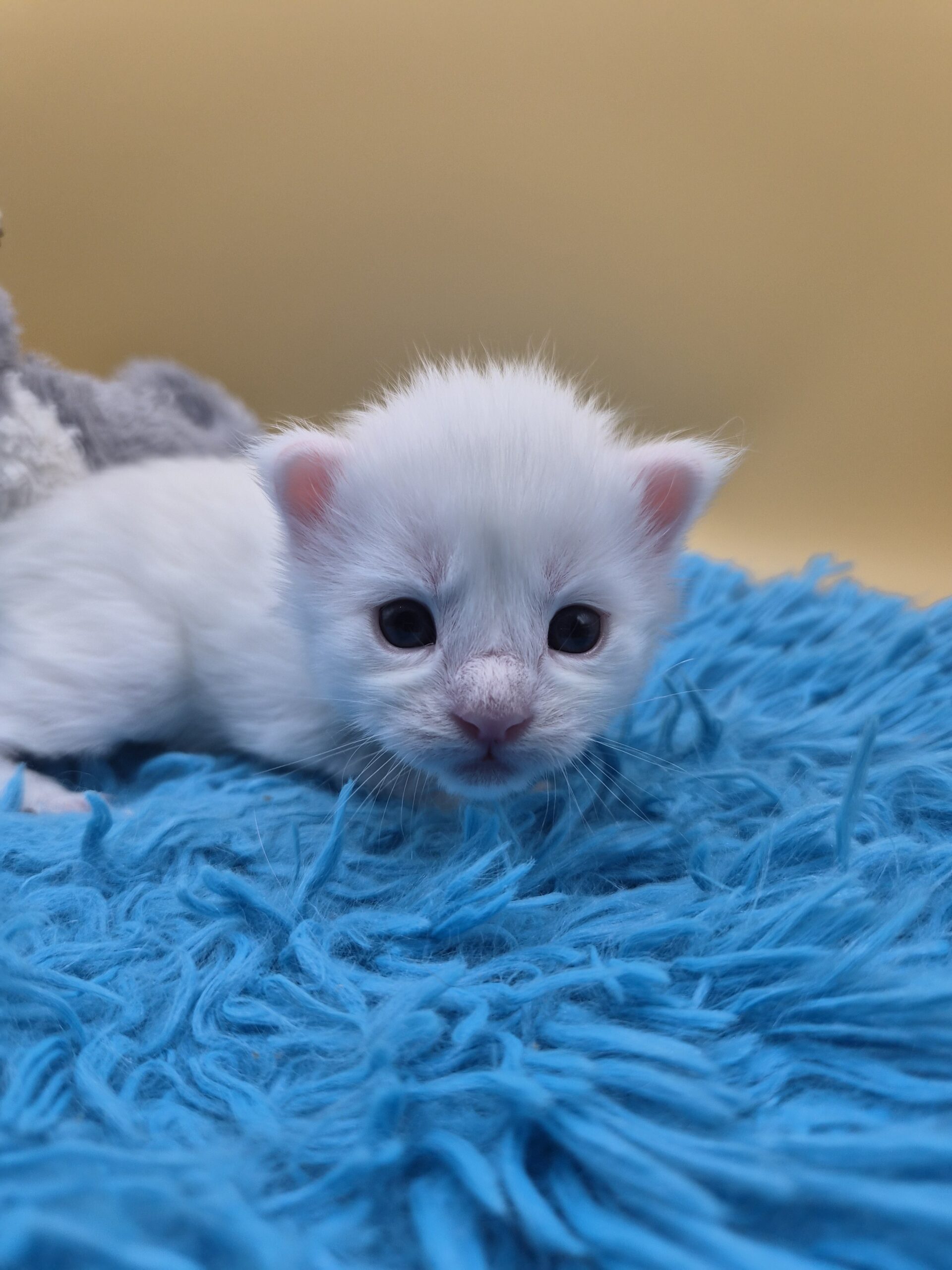Brooks – Chaton Blanc