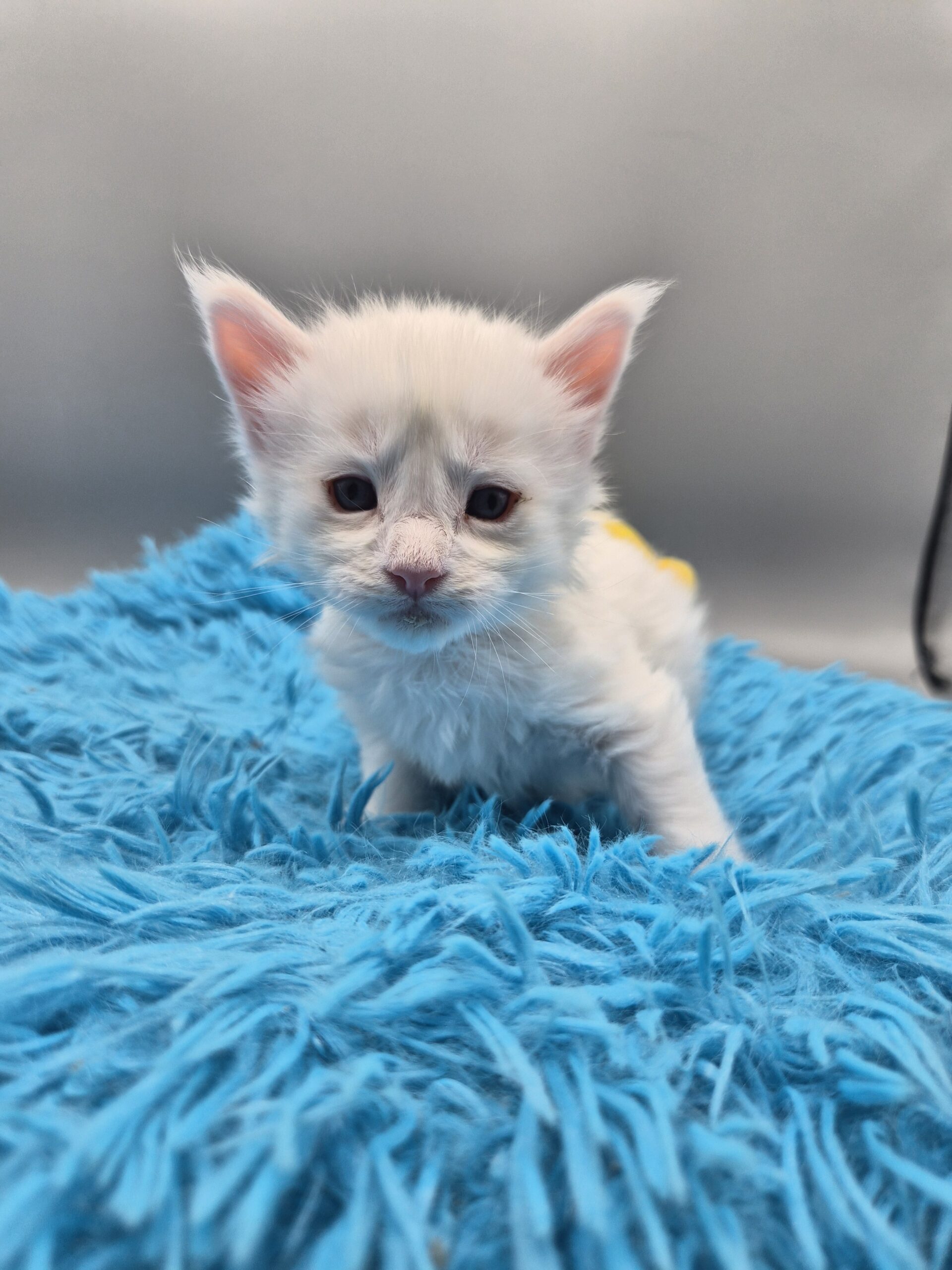 Blue – Chaton Blanc