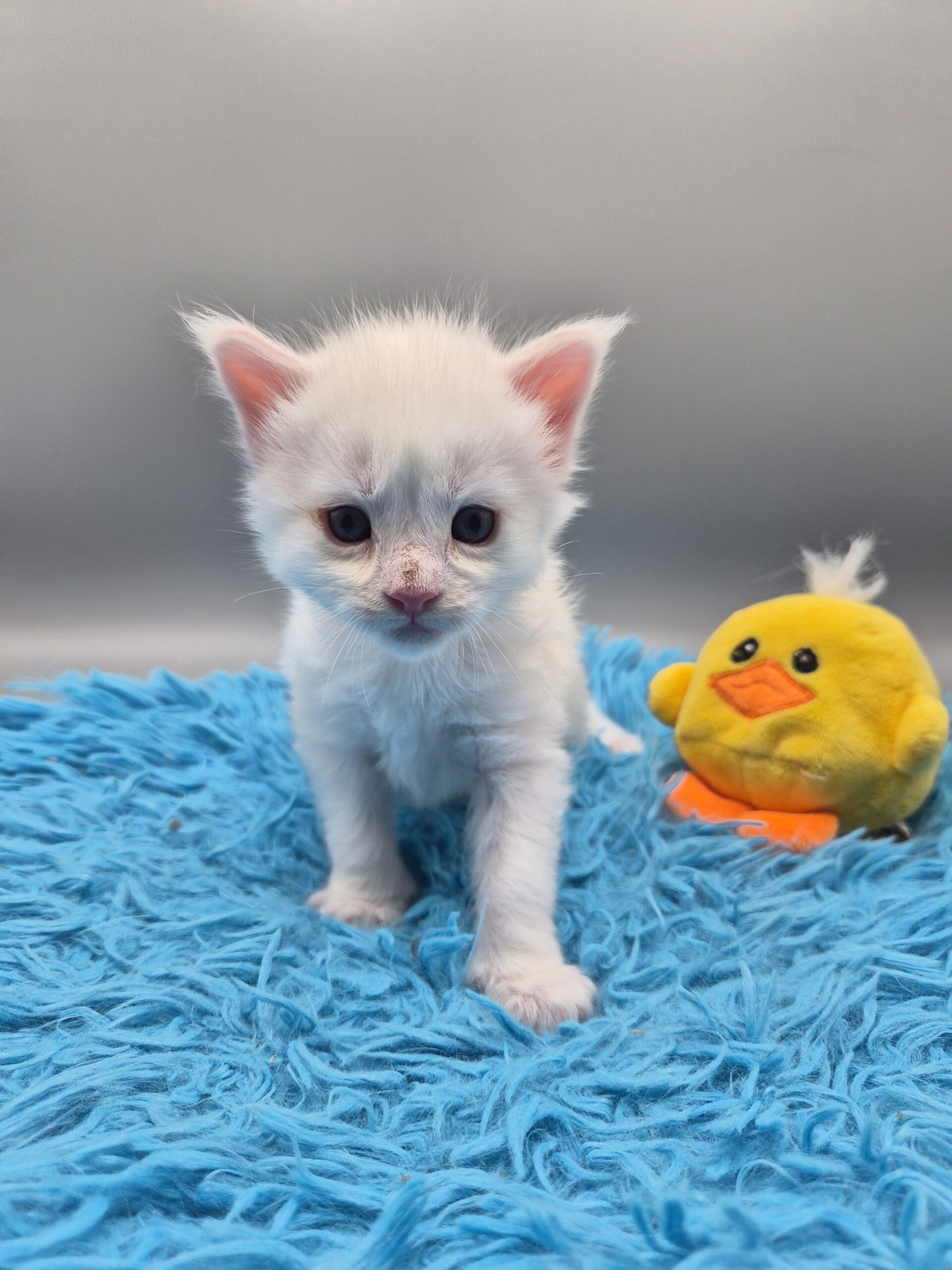 Brooks – Chaton Blanc