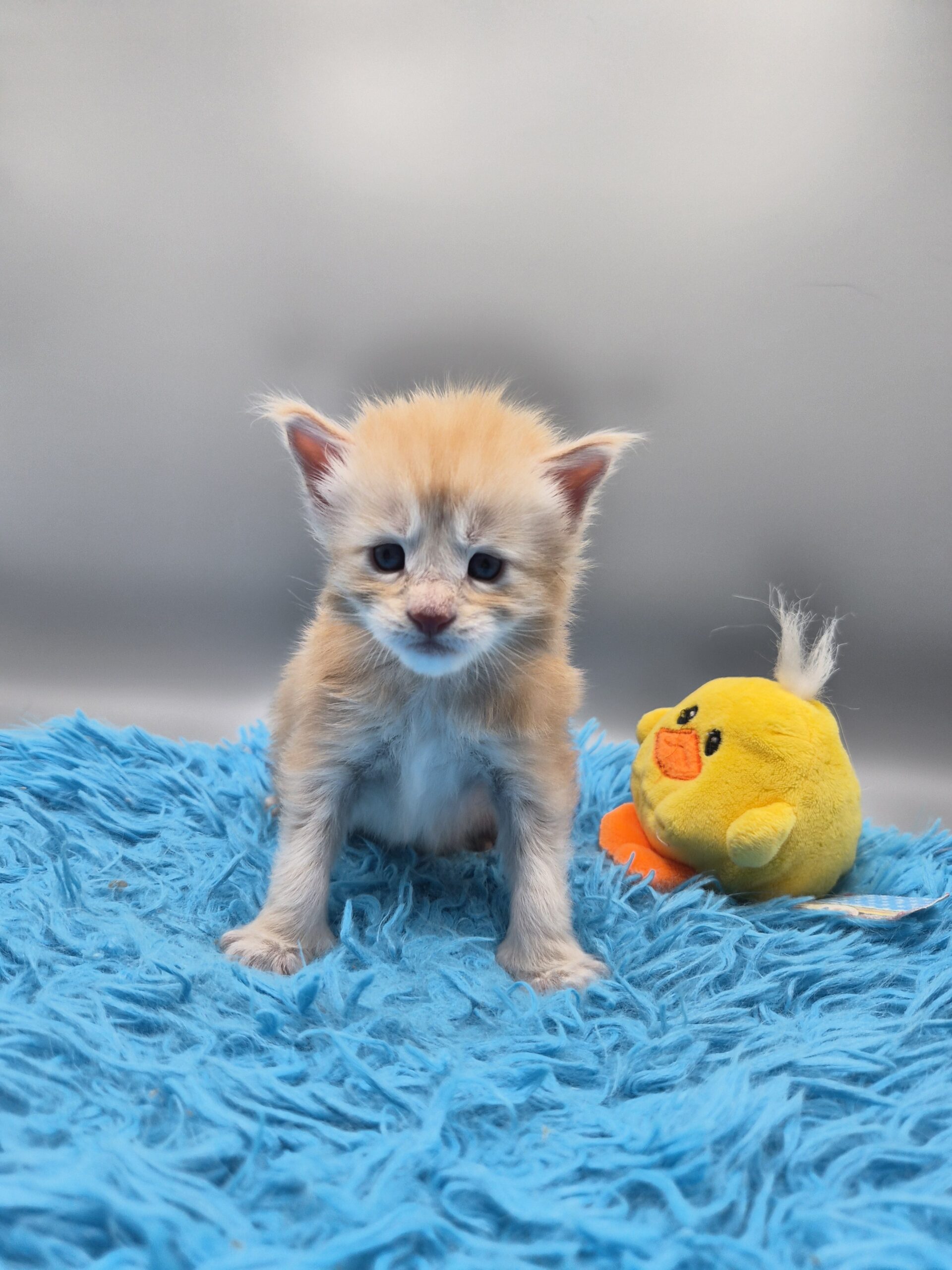 Browny – Chaton Red Smoke