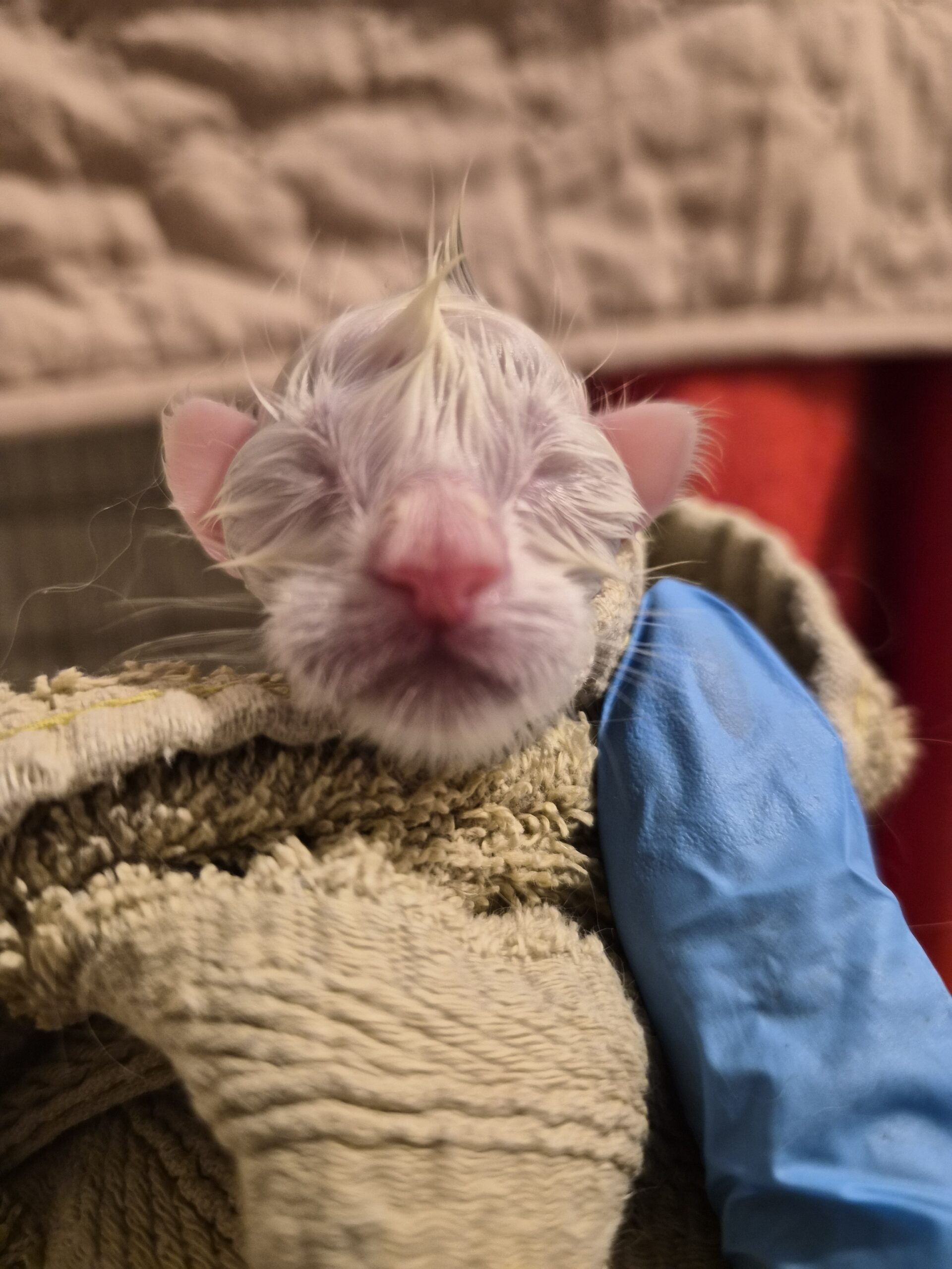 Mâle B – chaton blanc yeux impairs