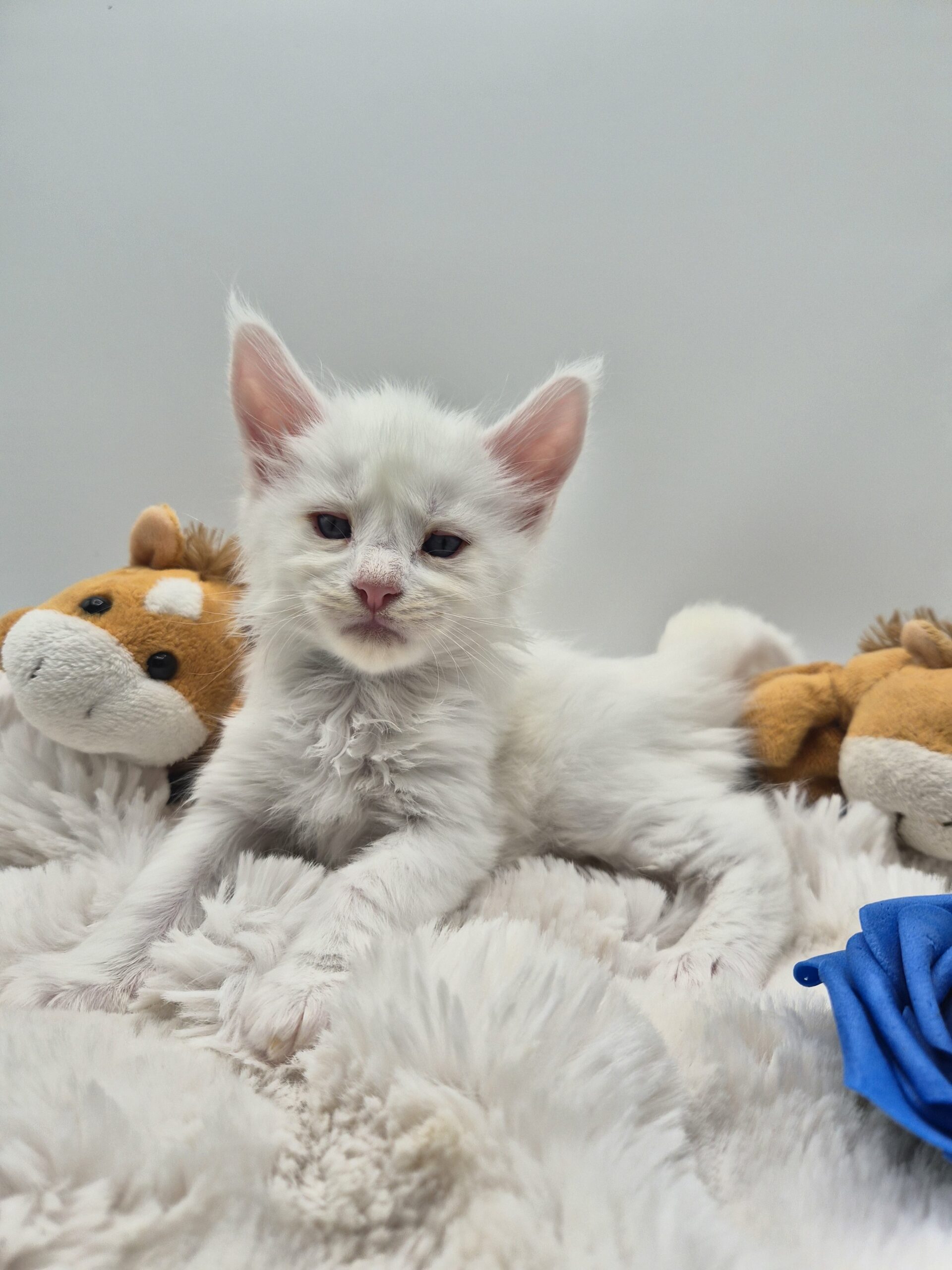 Blue – Chaton Blanc