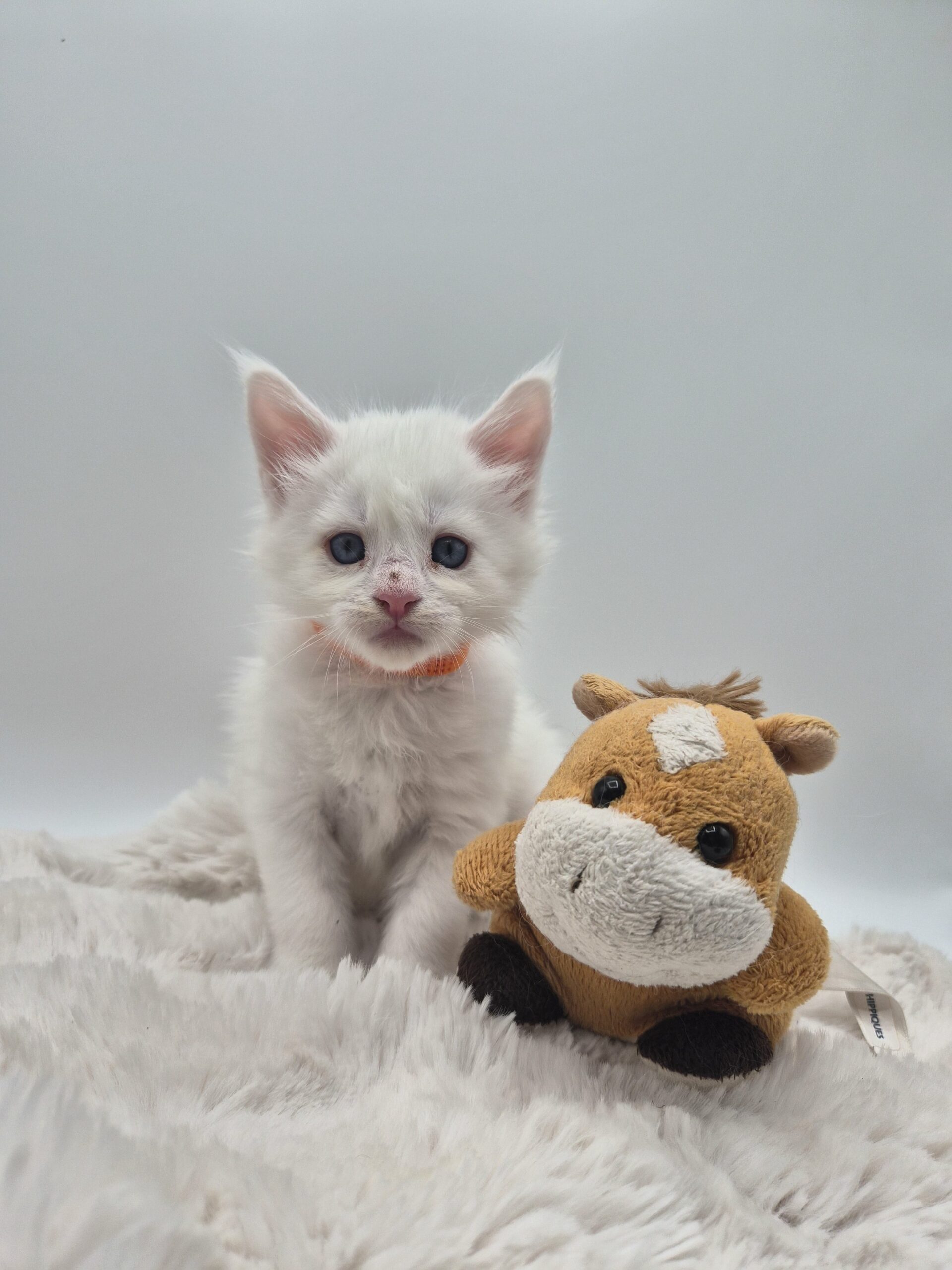 Brooks – Chaton Blanc