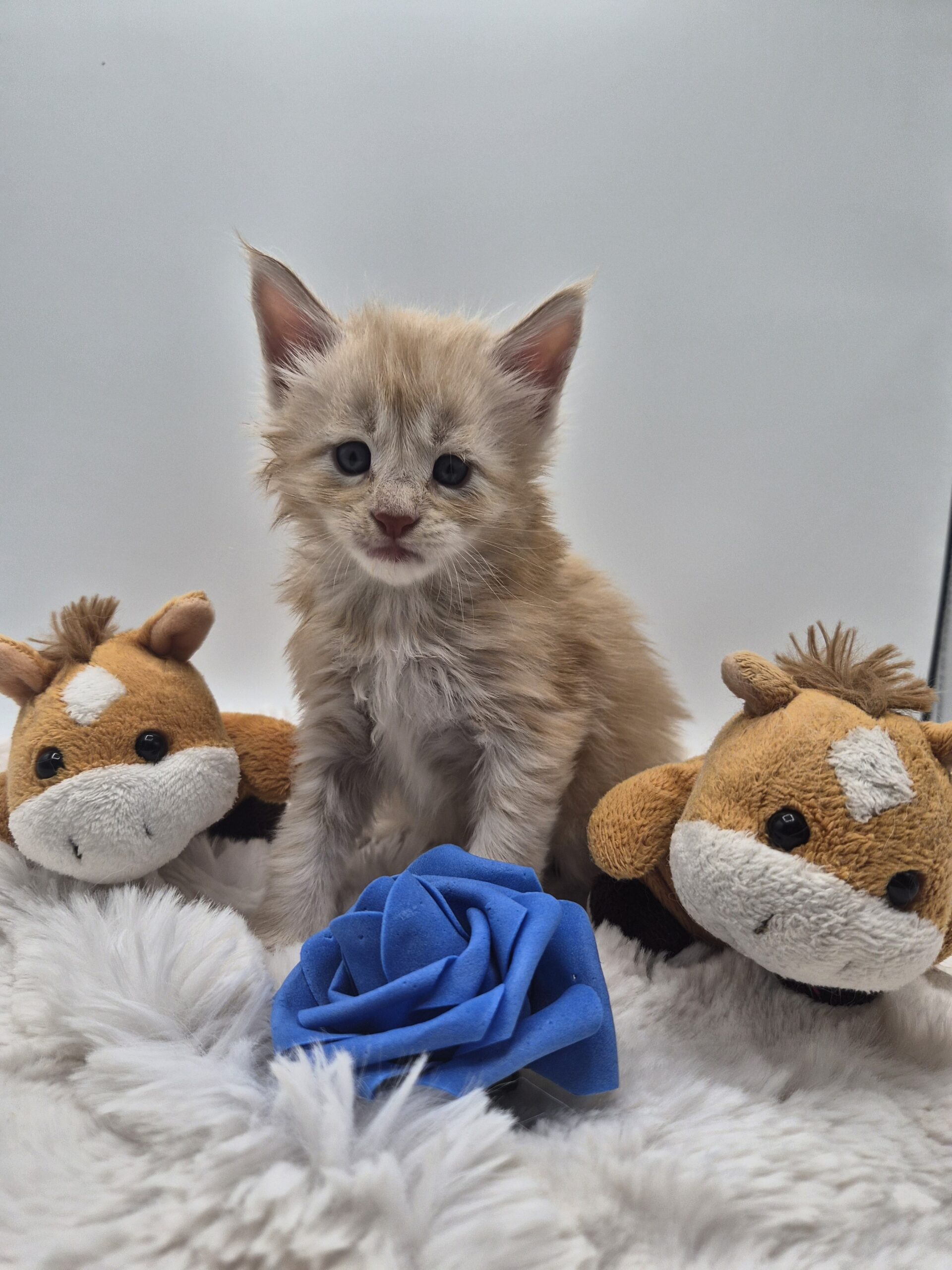 Browny – Chaton Red Smoke