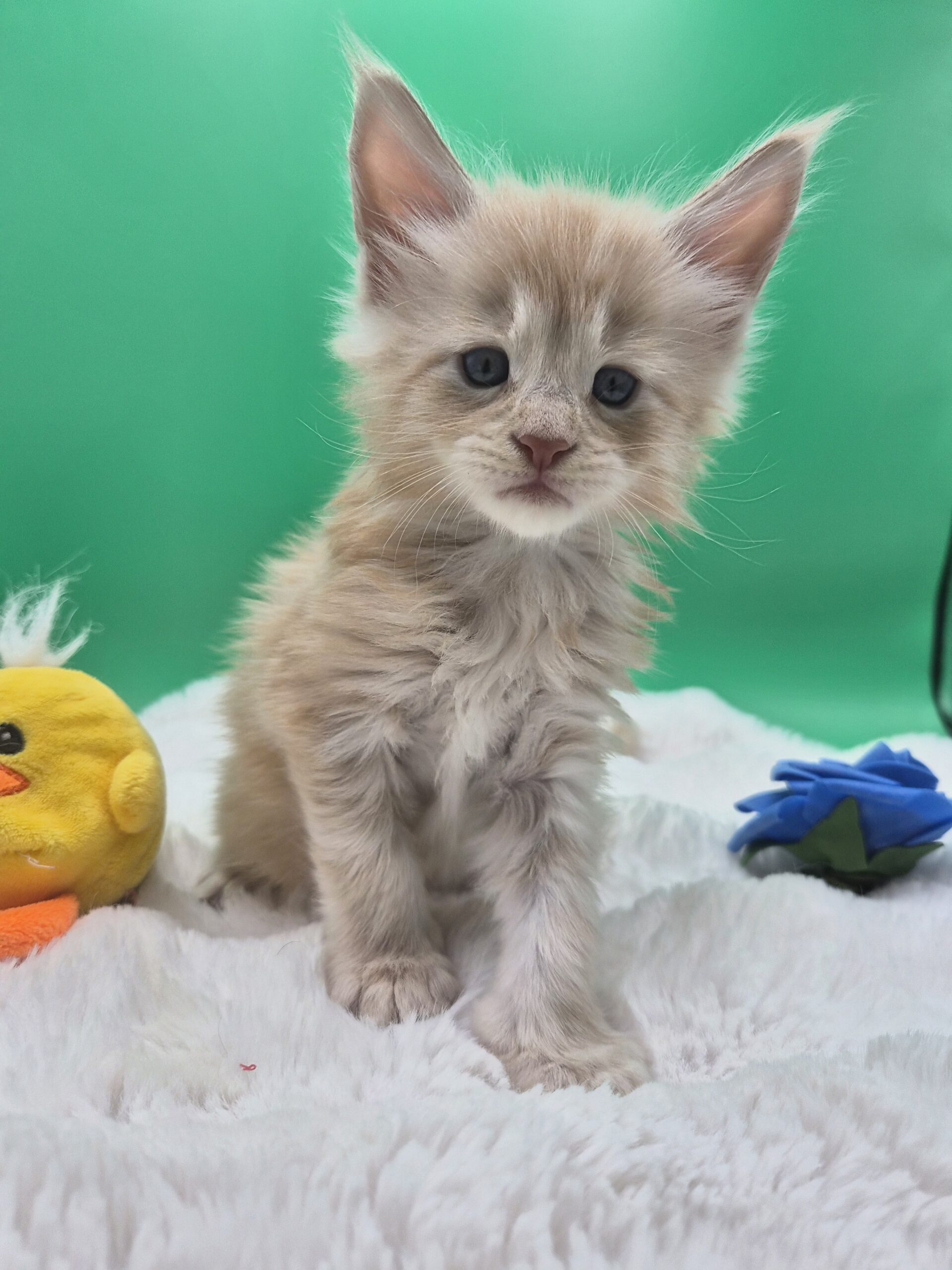 Browny – Chaton Red Smoke
