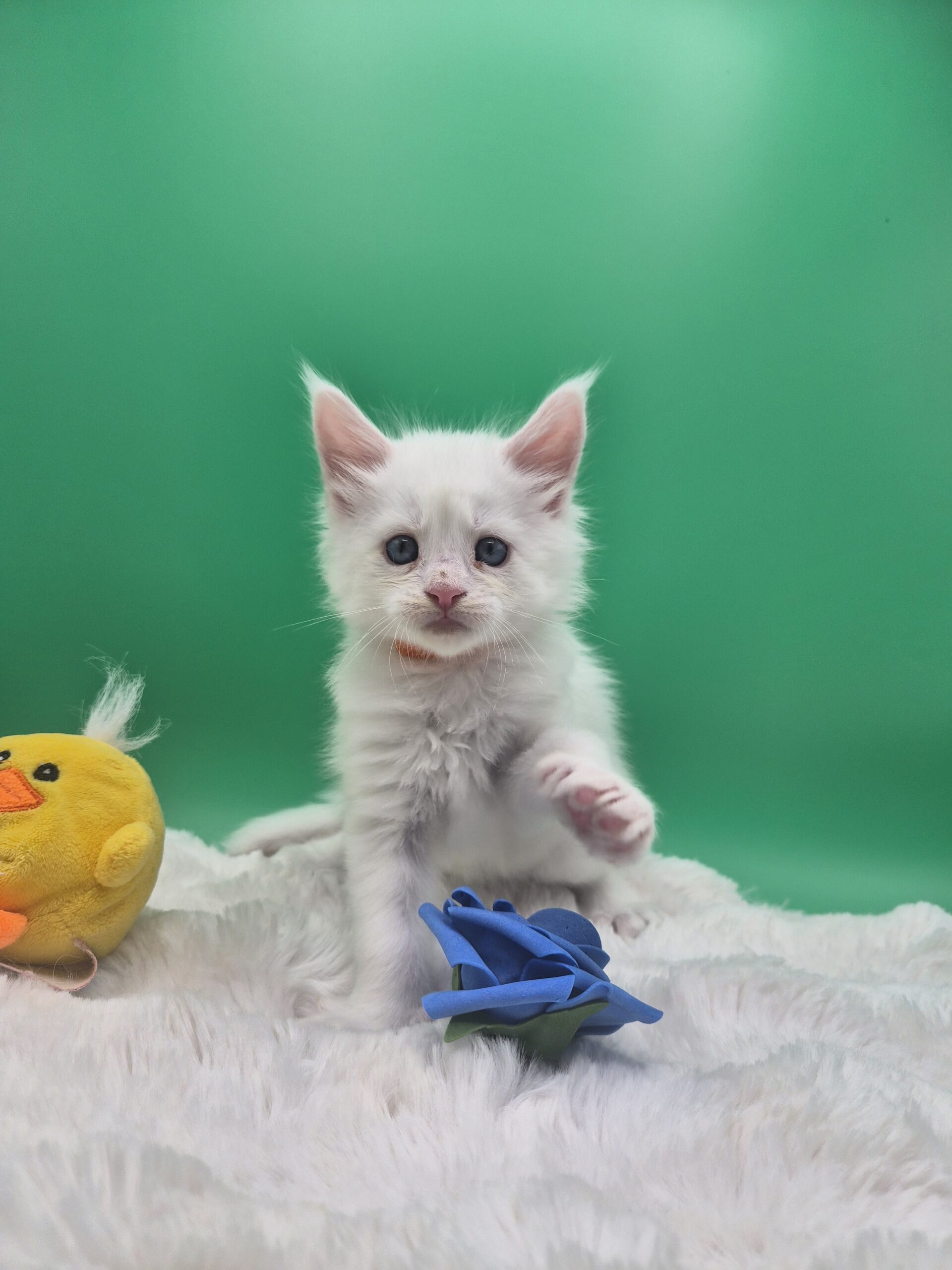 Brooks – Chaton Blanc