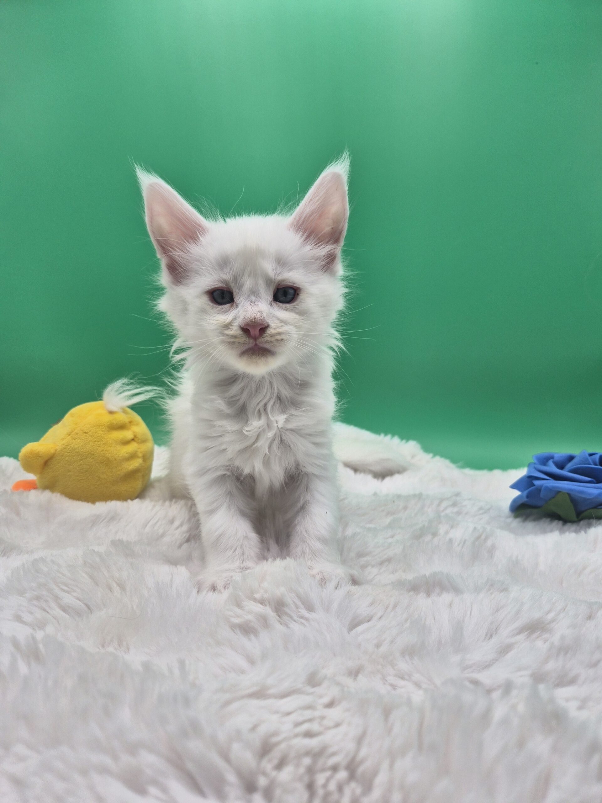 Blue – Chaton Blanc