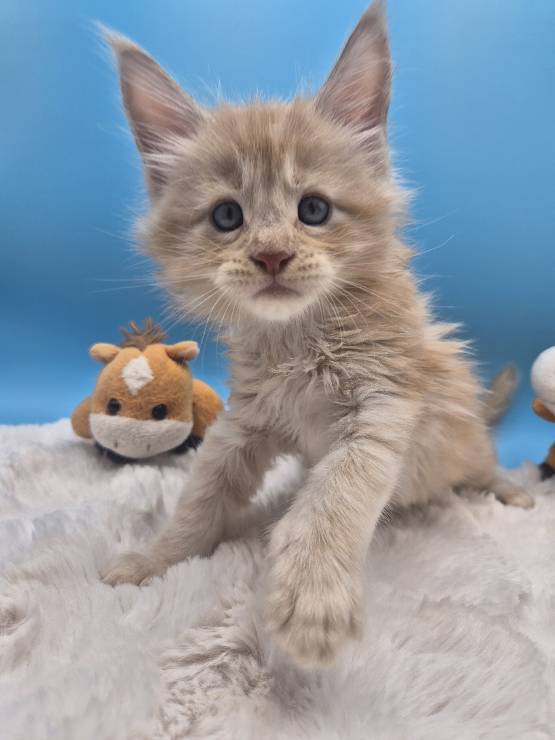 Browny – Chaton Red Smoke