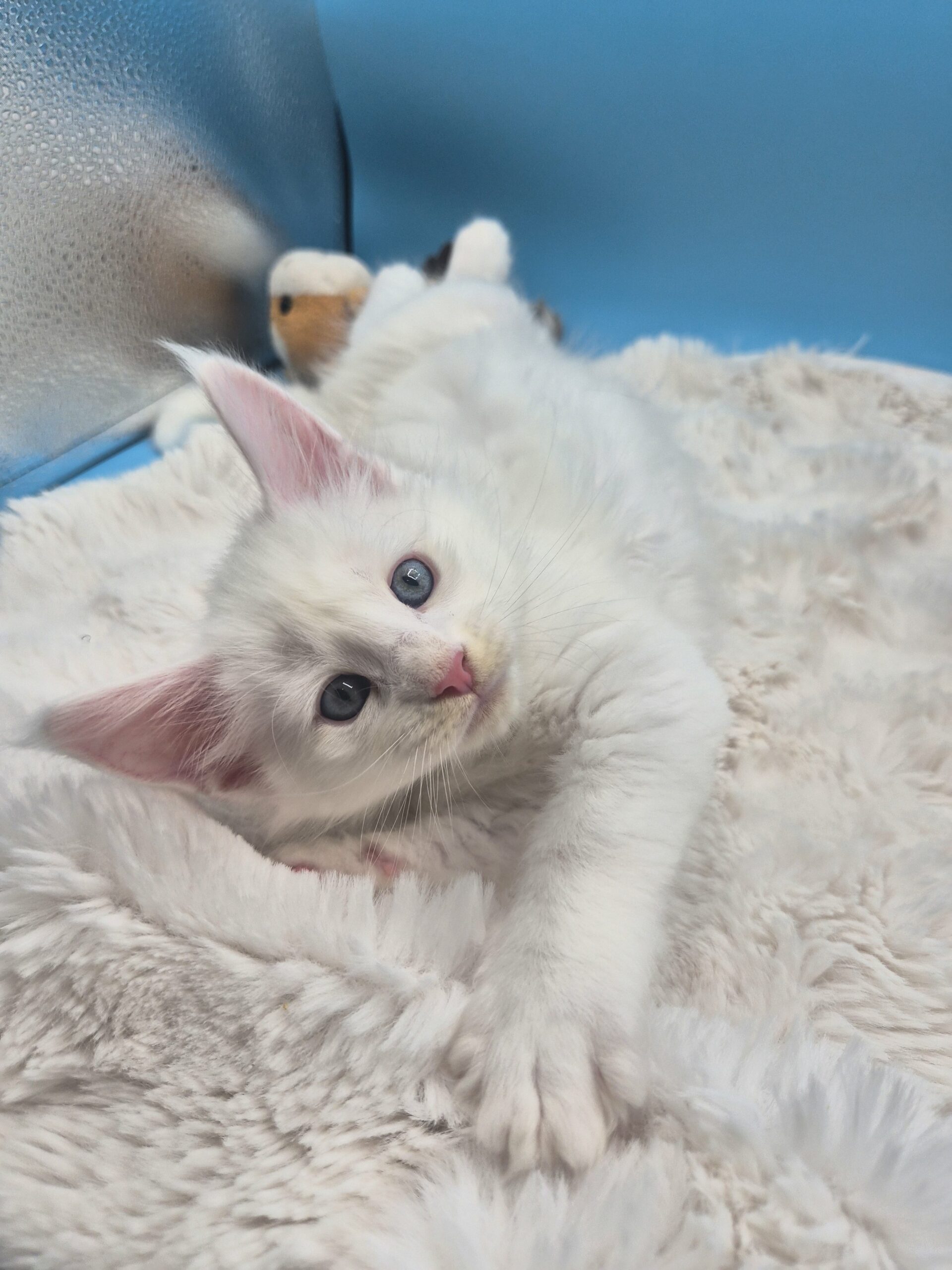 Blue – Chaton Blanc