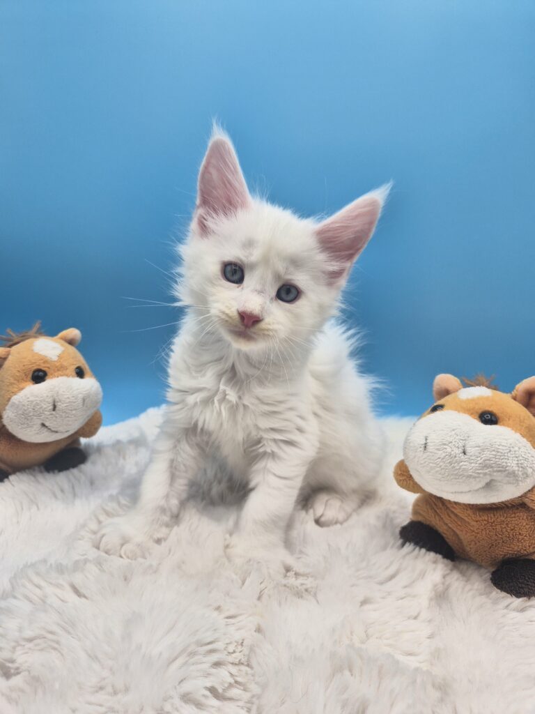 Blue - Chaton Blanc