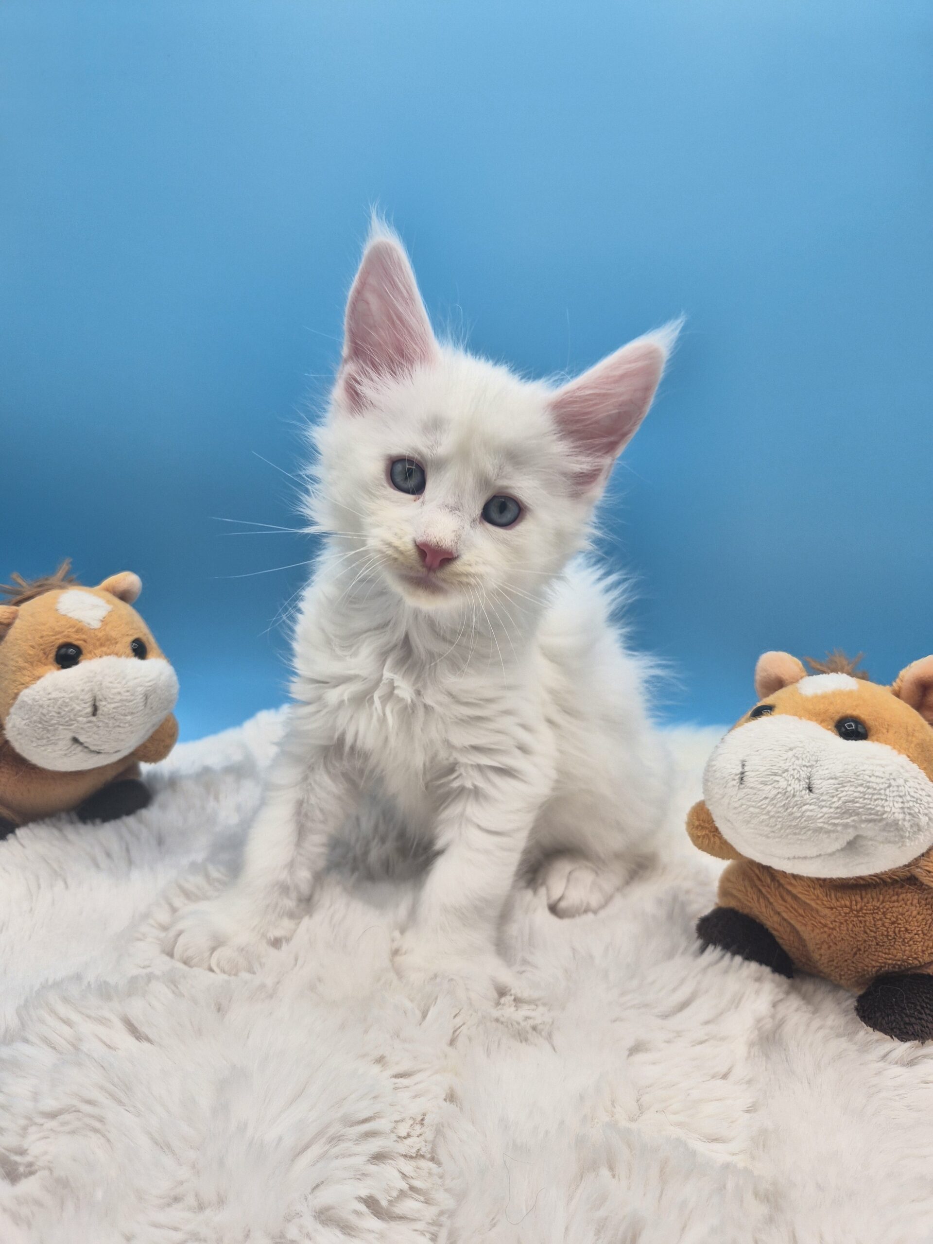 Blue - Chaton Blanc