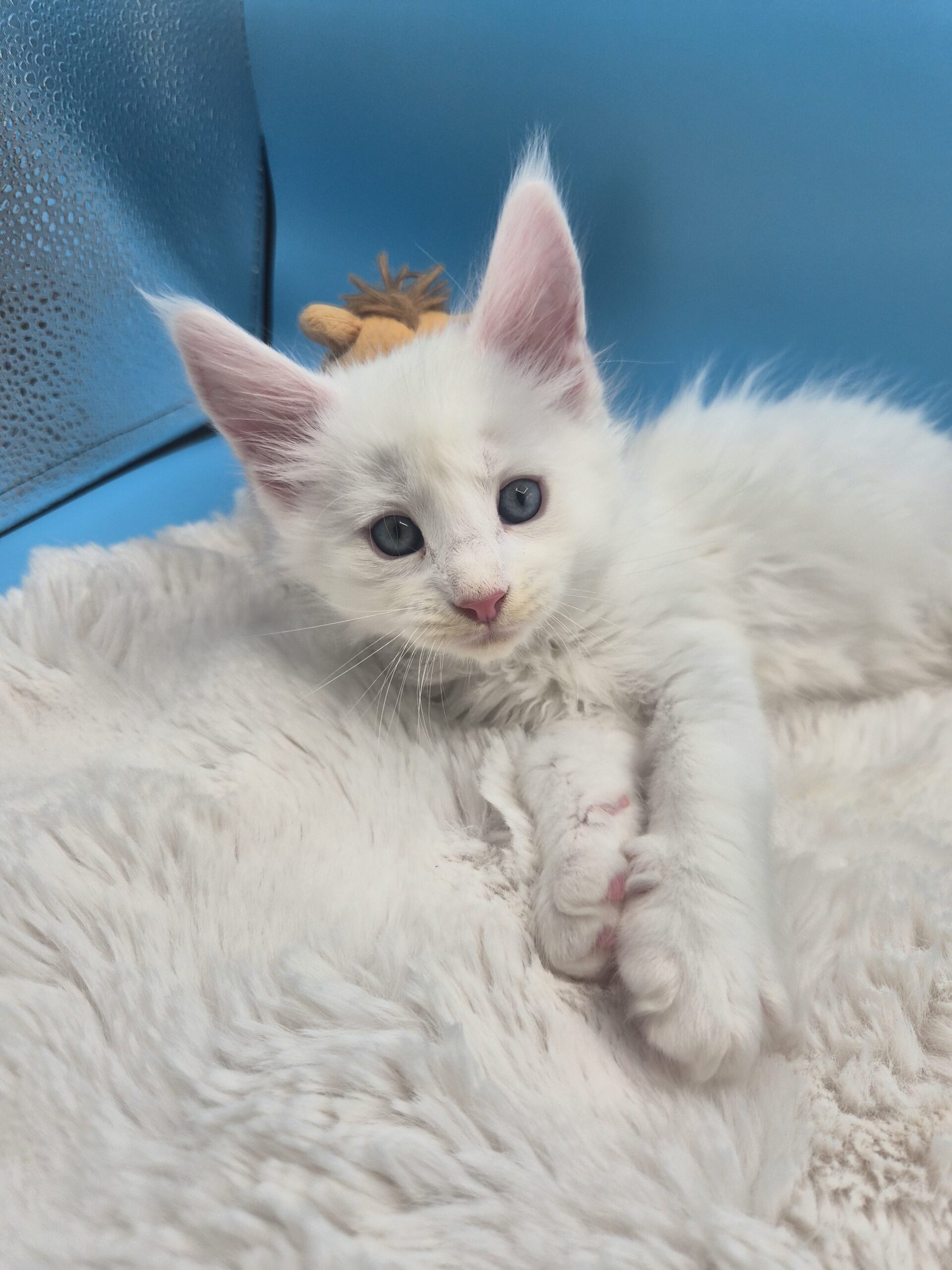 Blue – Chaton Blanc