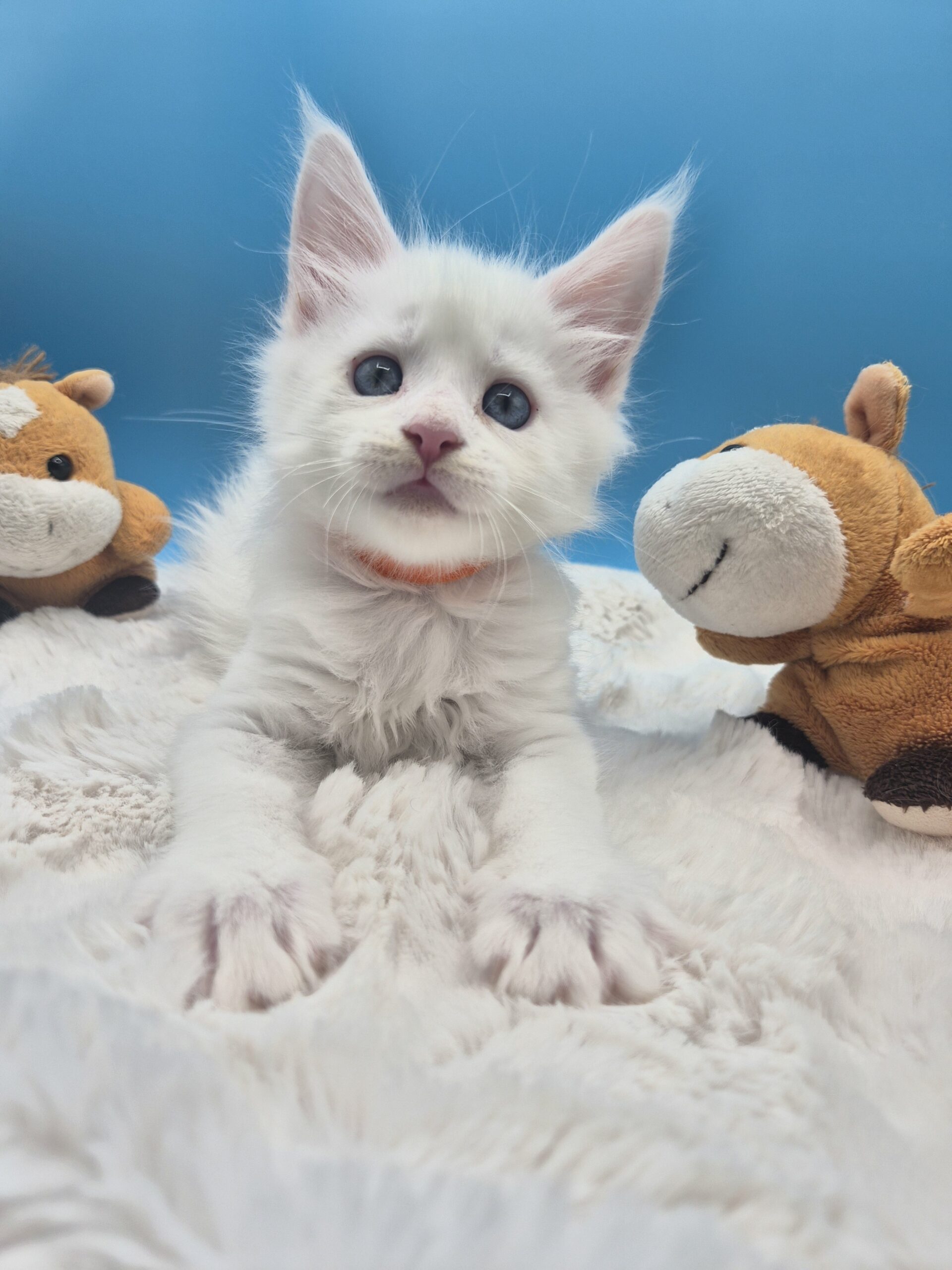 Brooks – Chaton Blanc