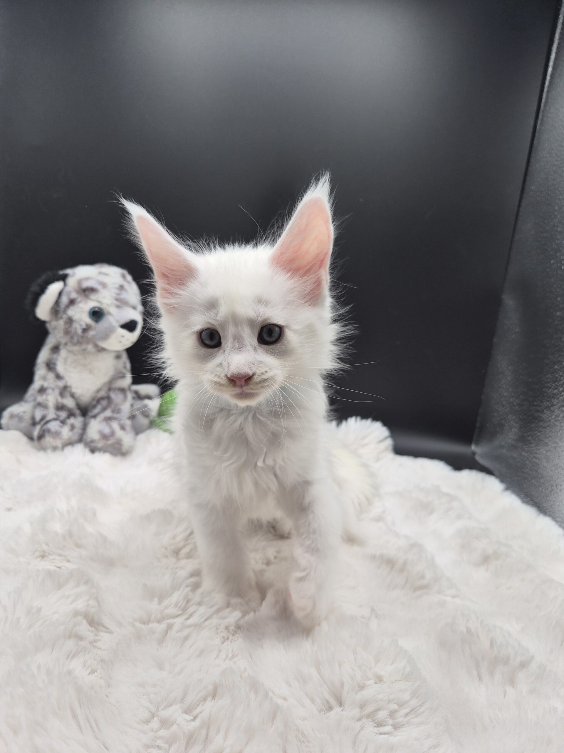 Blue – Chaton Blanc