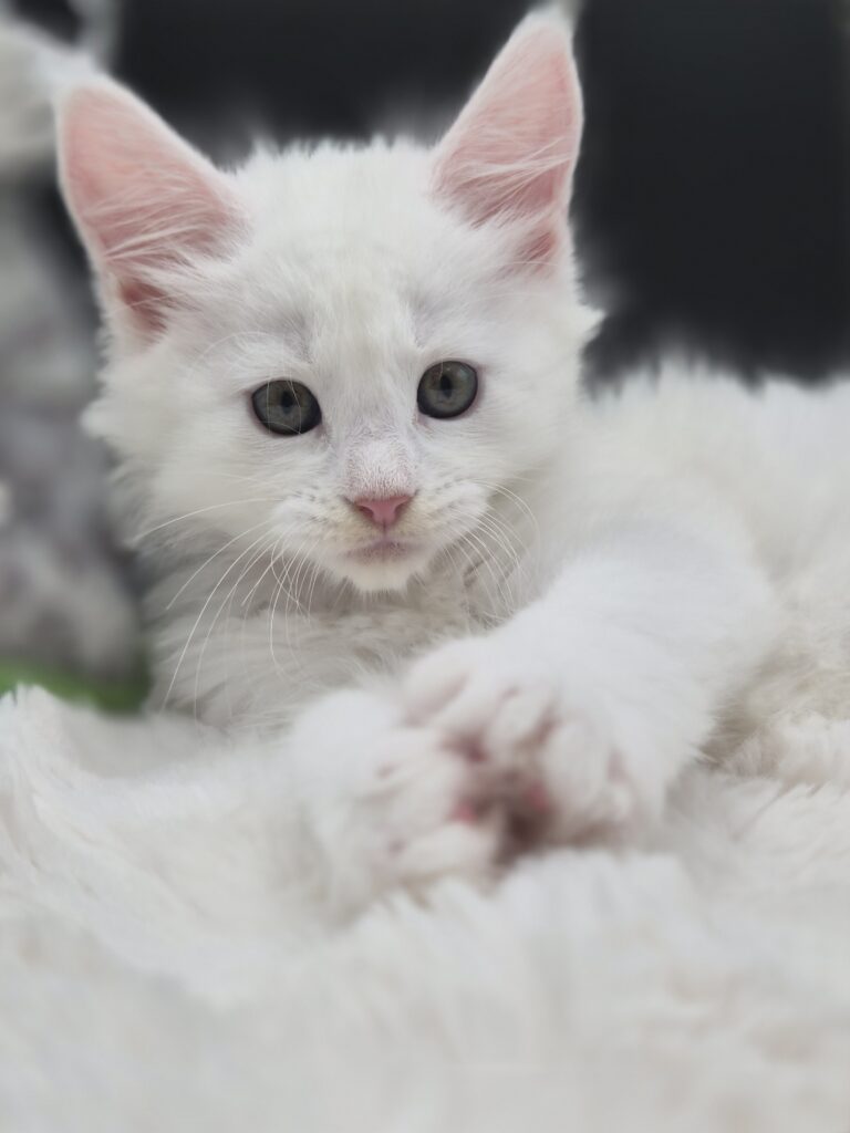 Bianca - Chatonne Femelle