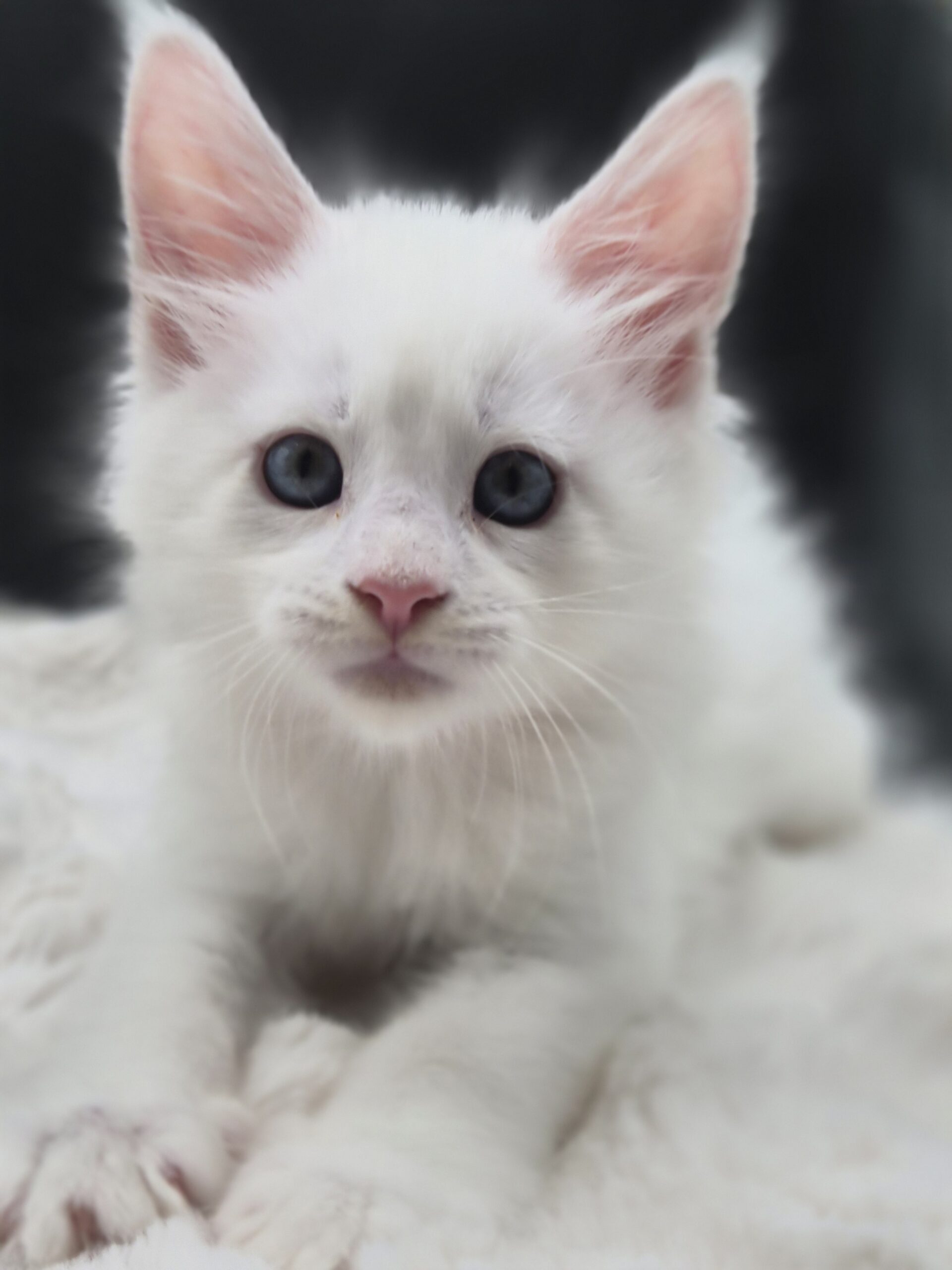 Brooks – Chaton Blanc