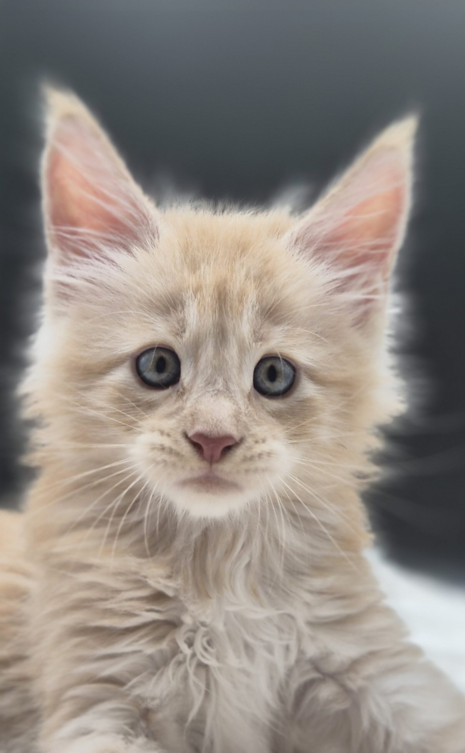 Browny – Chaton Red Smoke