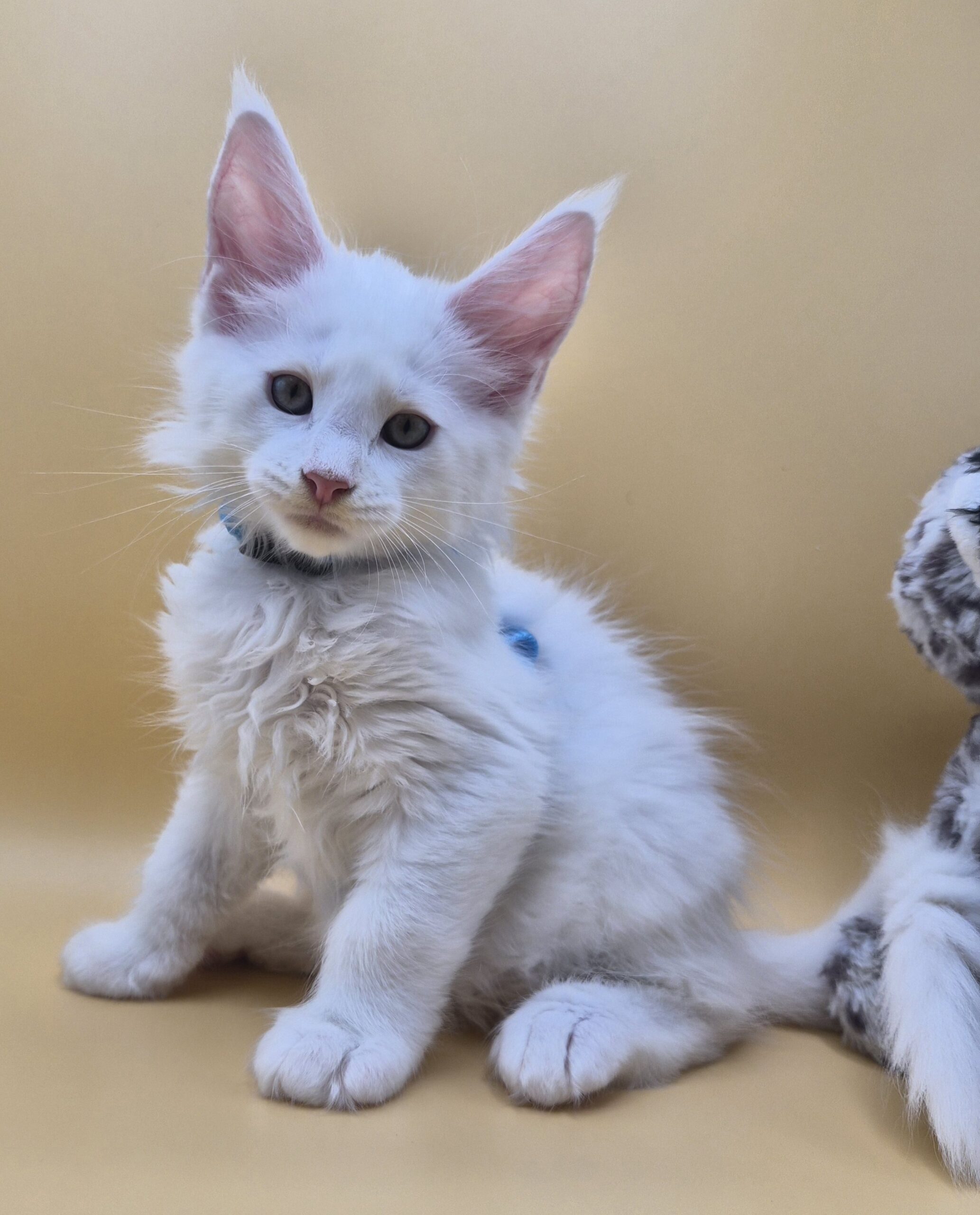 Blue – Chaton Blanc