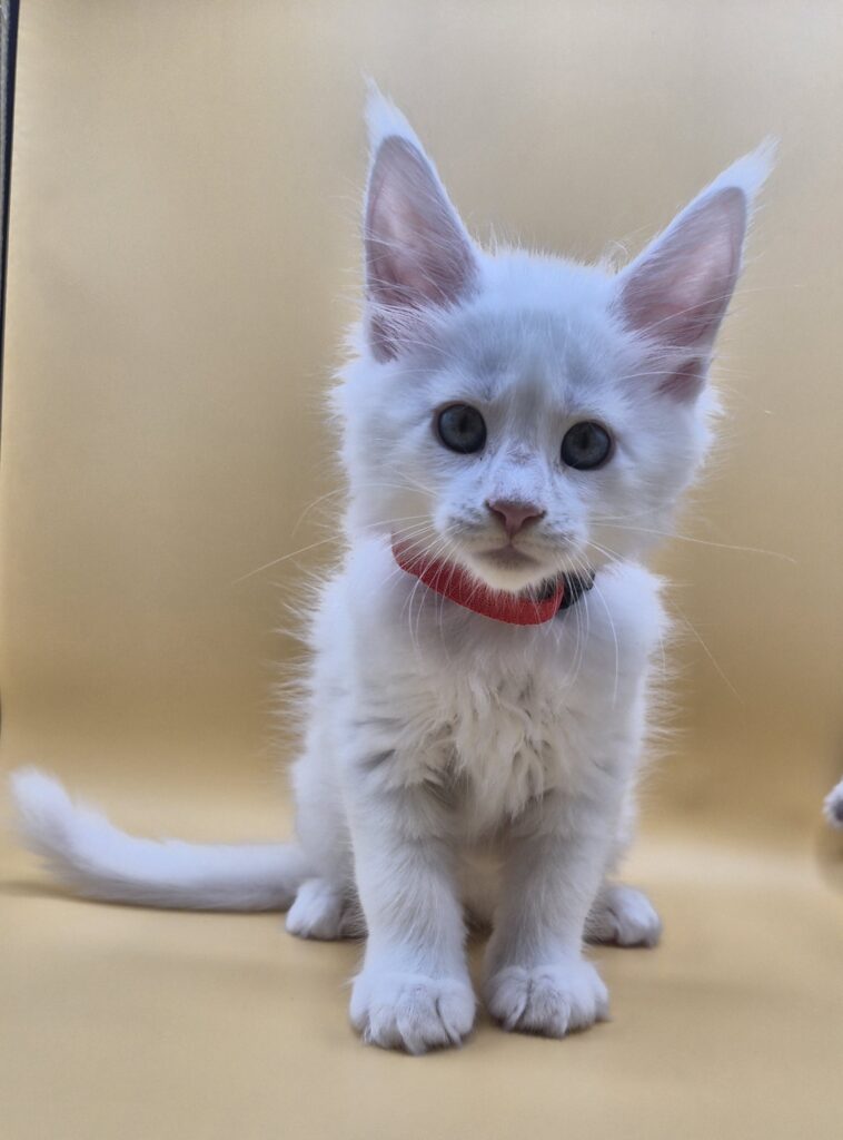 Brooks - Chaton Blanc