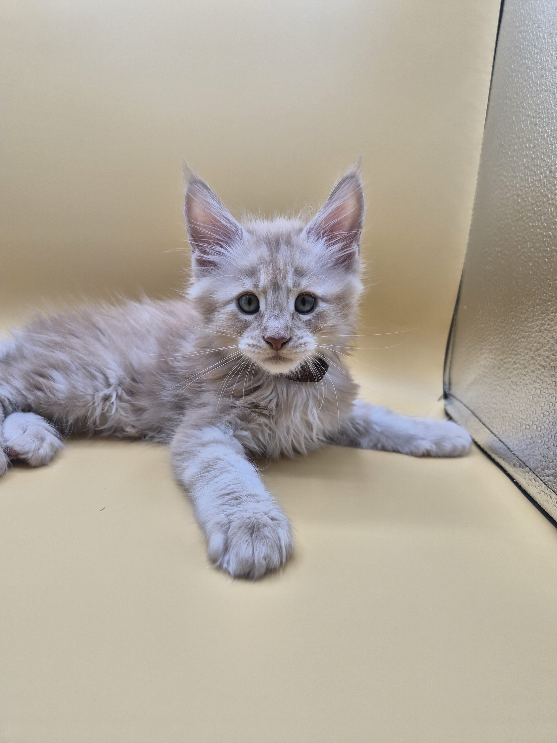 Browny – Chaton Red Smoke