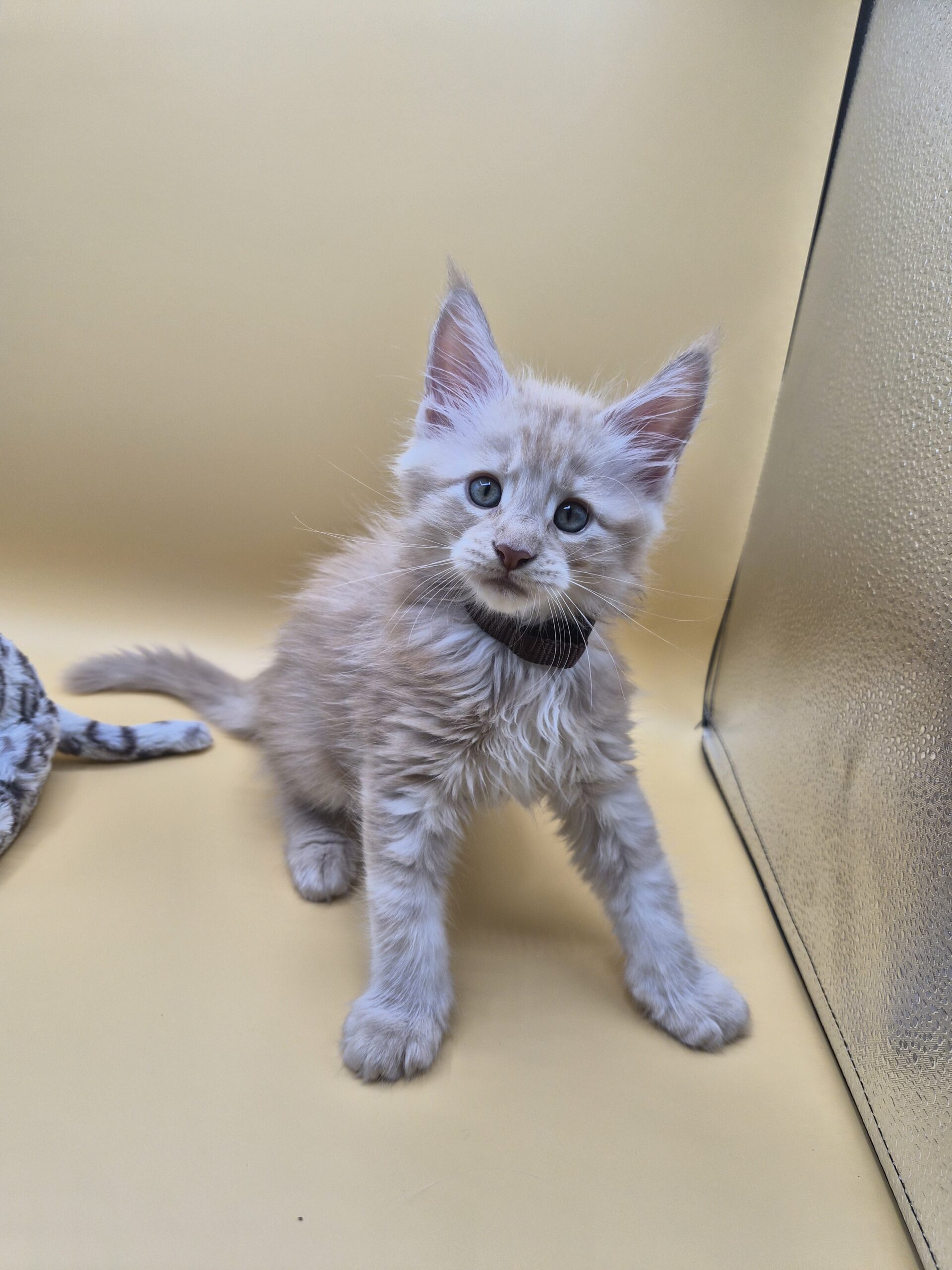 Browny – Chaton Red Smoke