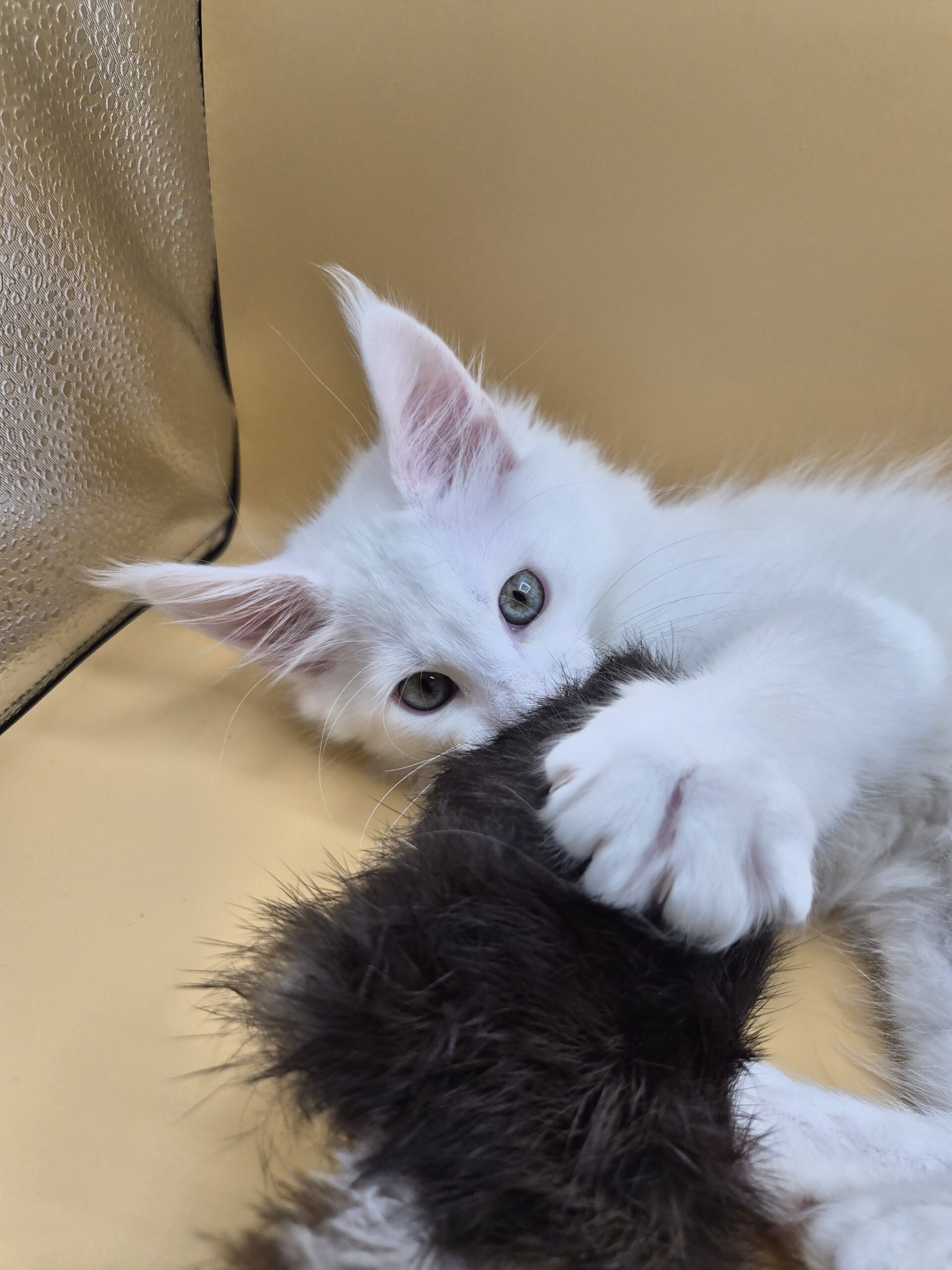 Brooks – Chaton Blanc