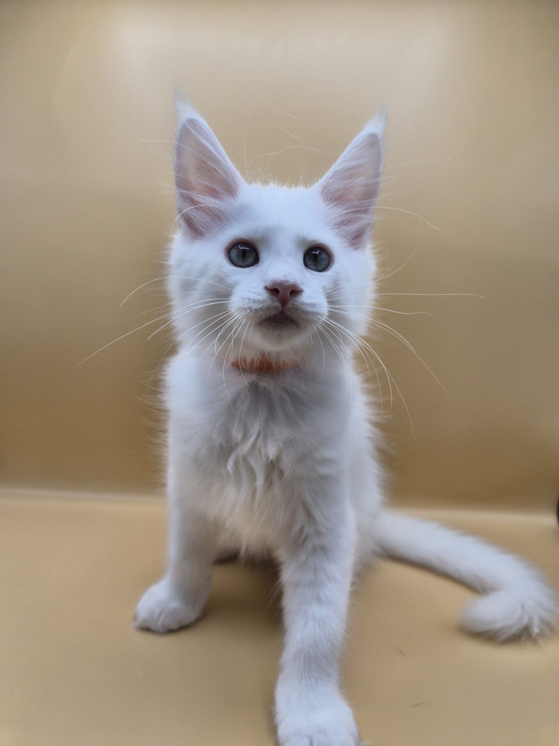 Brooks – Chaton Blanc