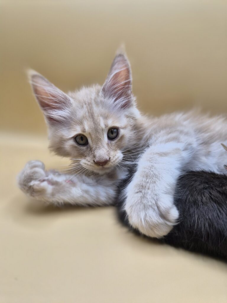 Browny - Chaton Red Smoke