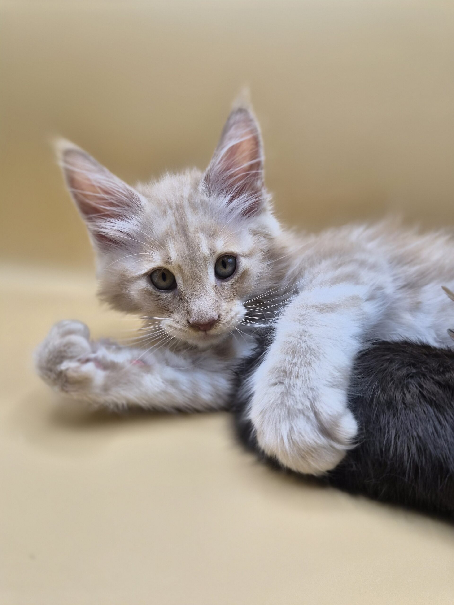 Browny - Chaton Red Smoke