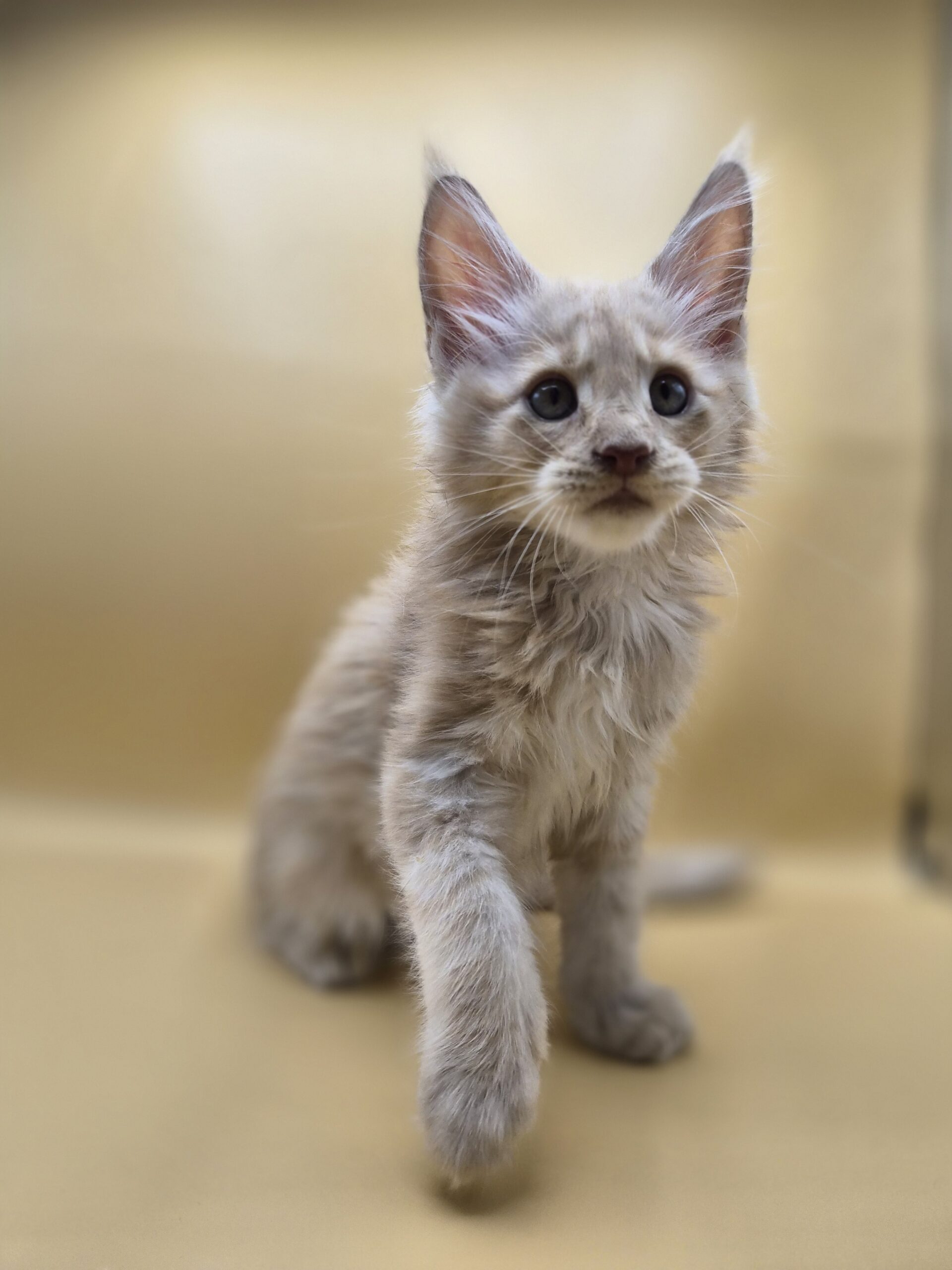 Browny – Chaton Red Smoke