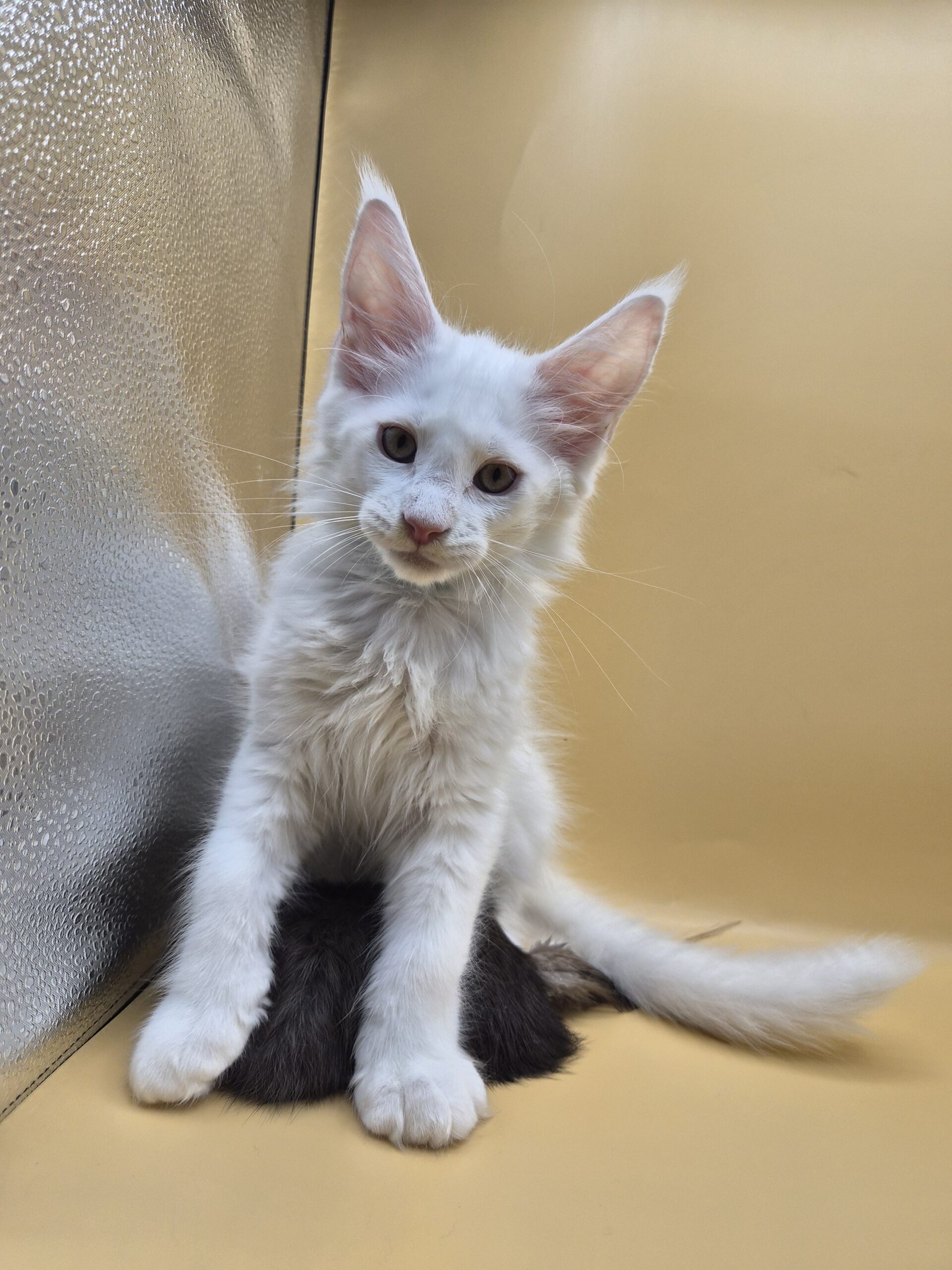 Blue – Chaton Blanc