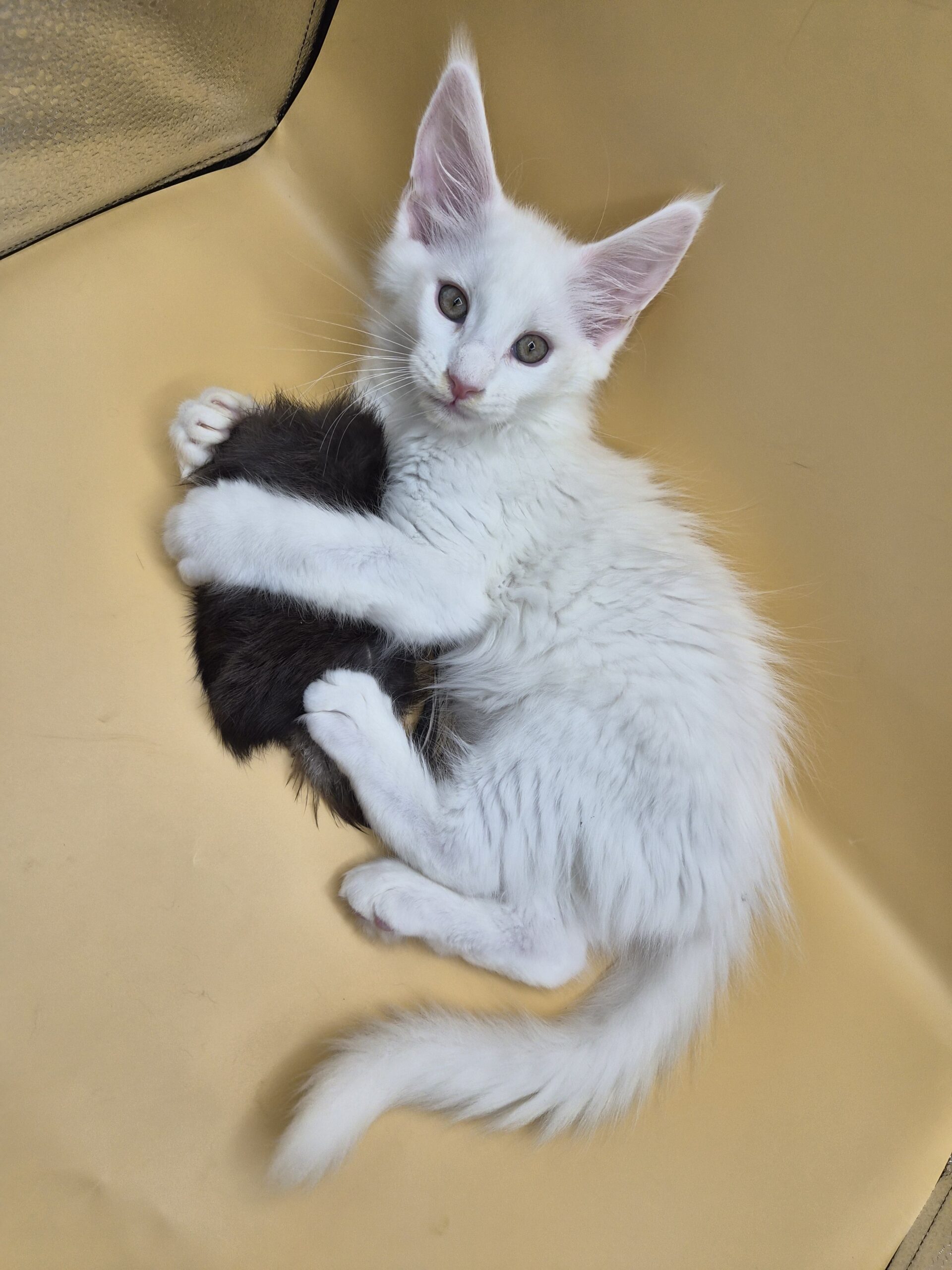 Blue – Chaton Blanc