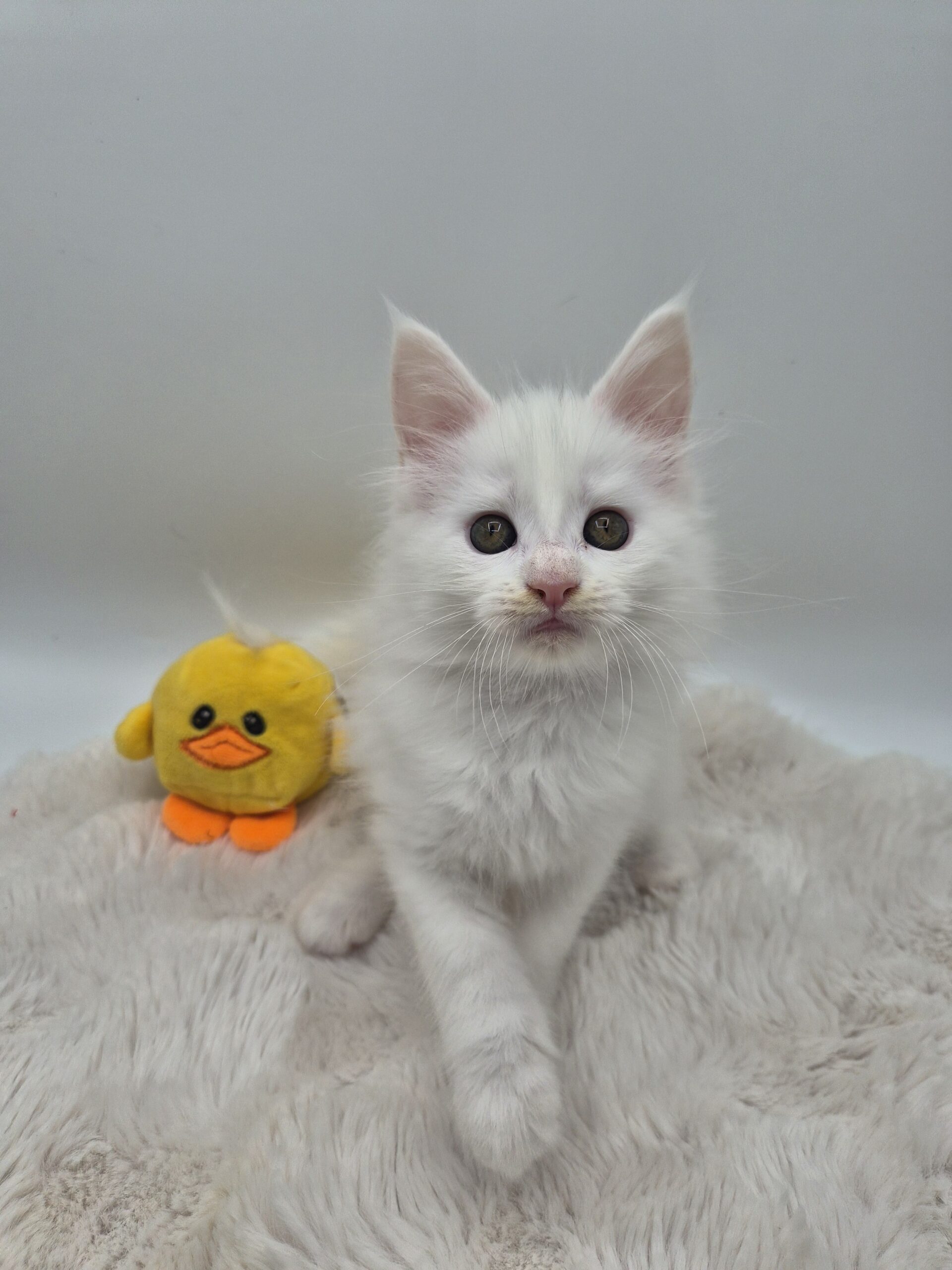 Mâle B - chaton blanc yeux impairs