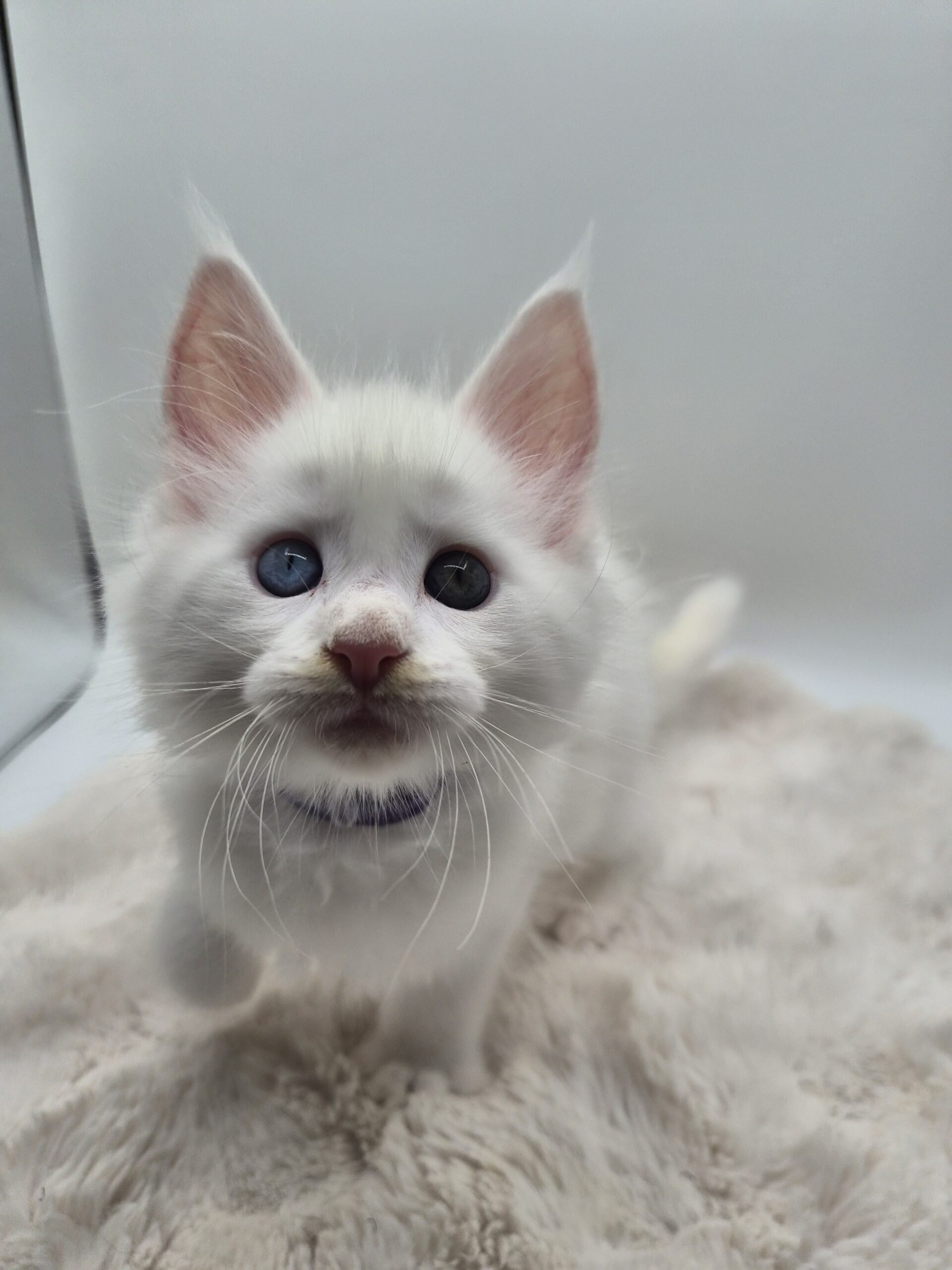 Mâle B – chaton blanc yeux impairs