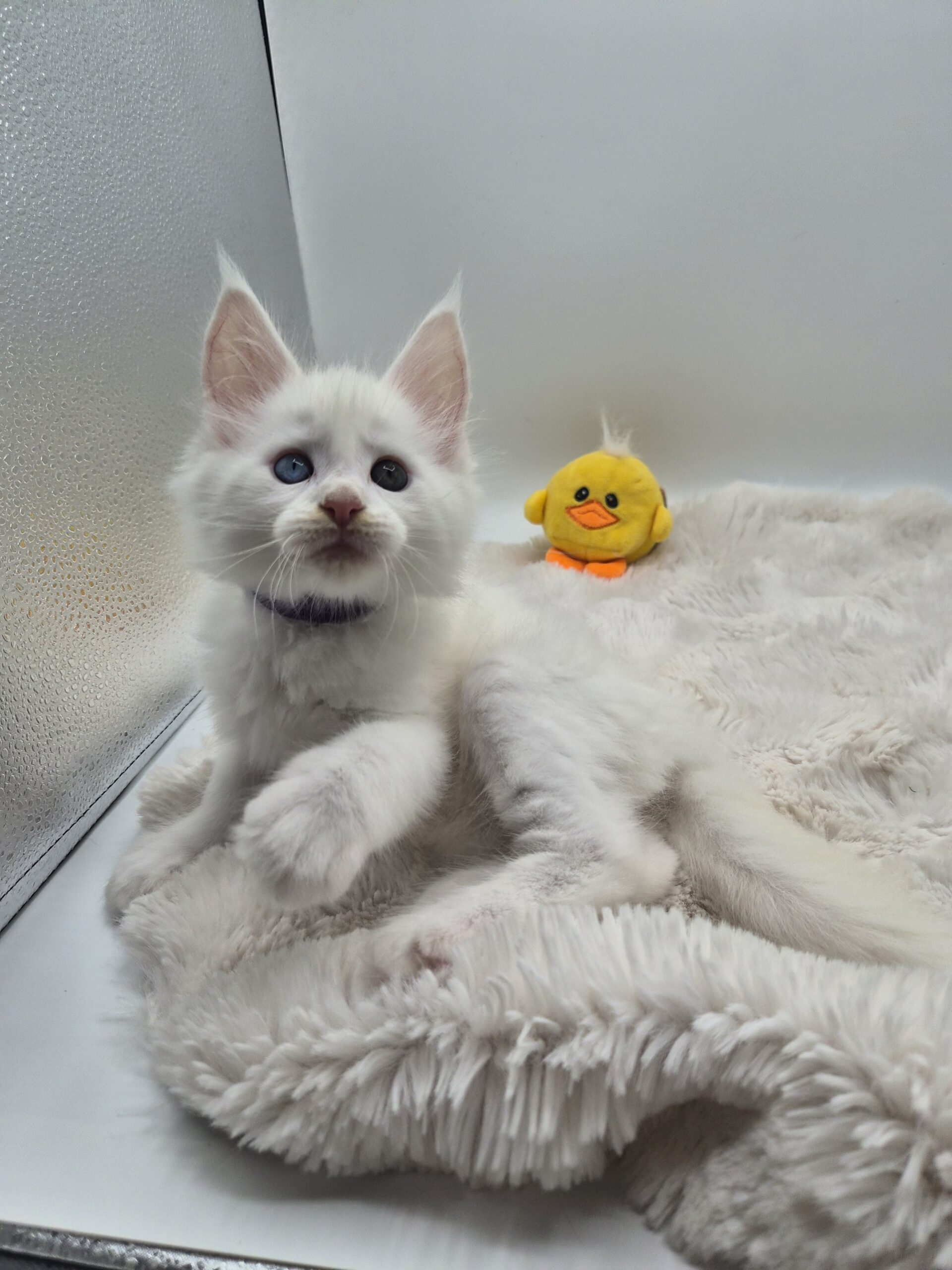 Mâle B – chaton blanc yeux impairs