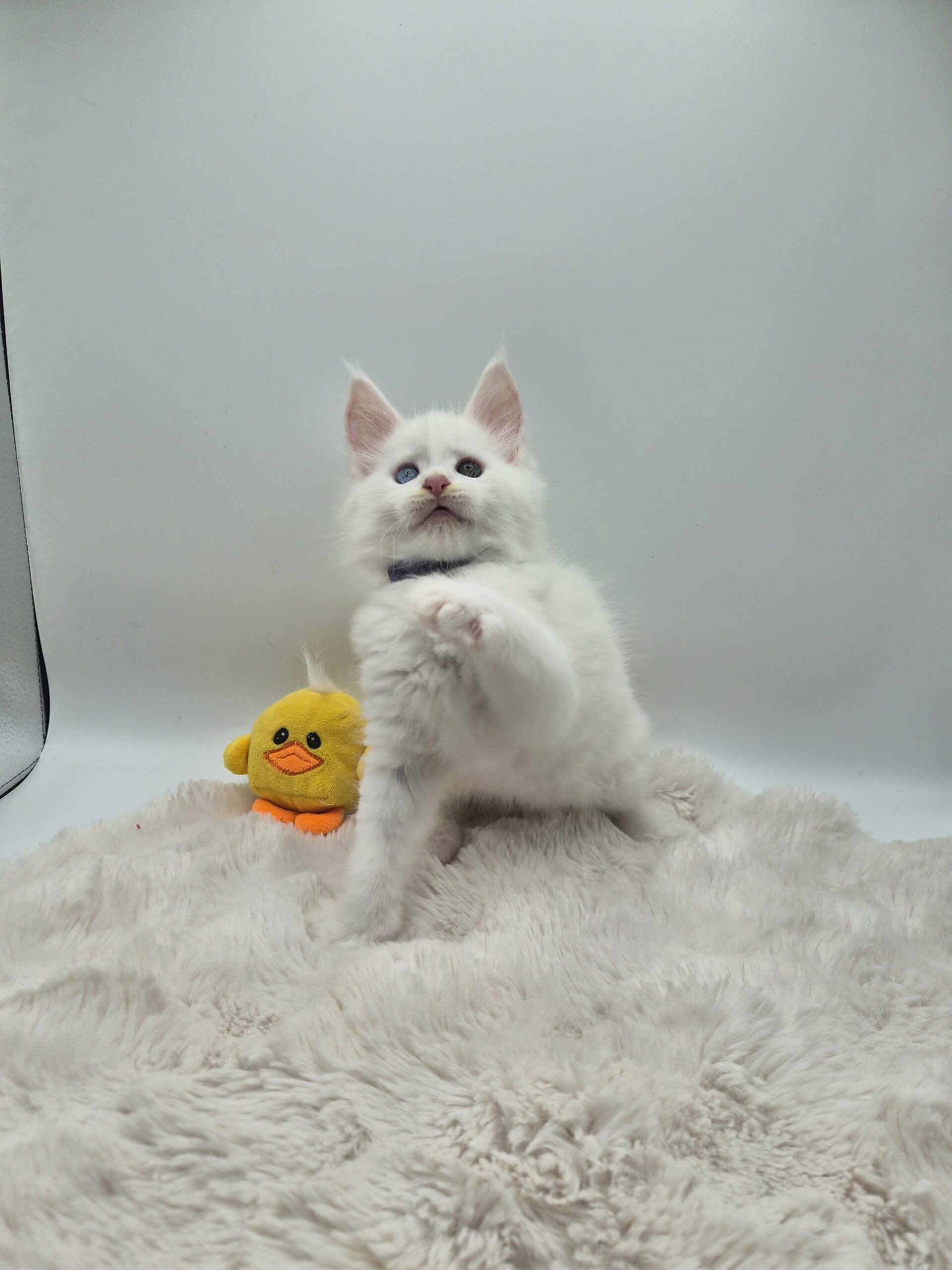 Mâle B – chaton blanc yeux impairs