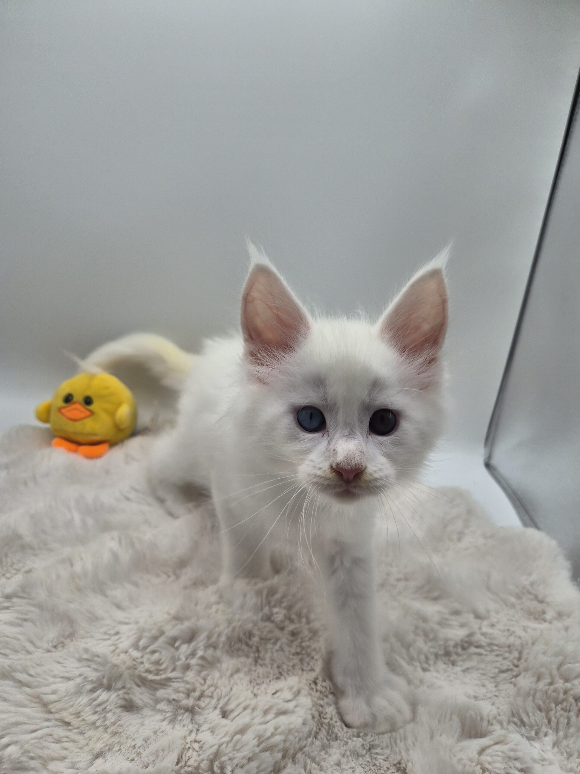 Mâle B – chaton blanc yeux impairs