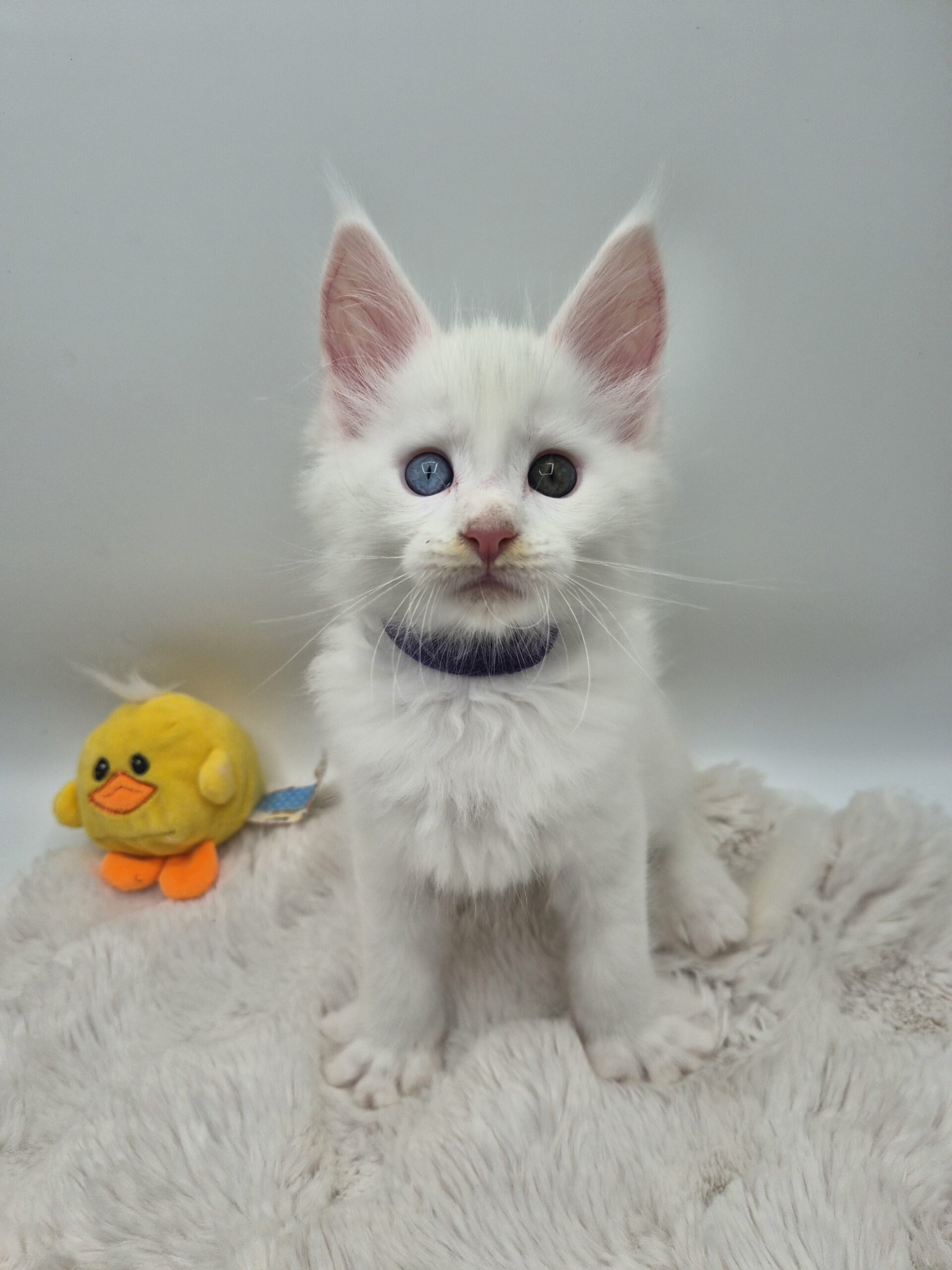 Mâle B - chaton blanc yeux impairs