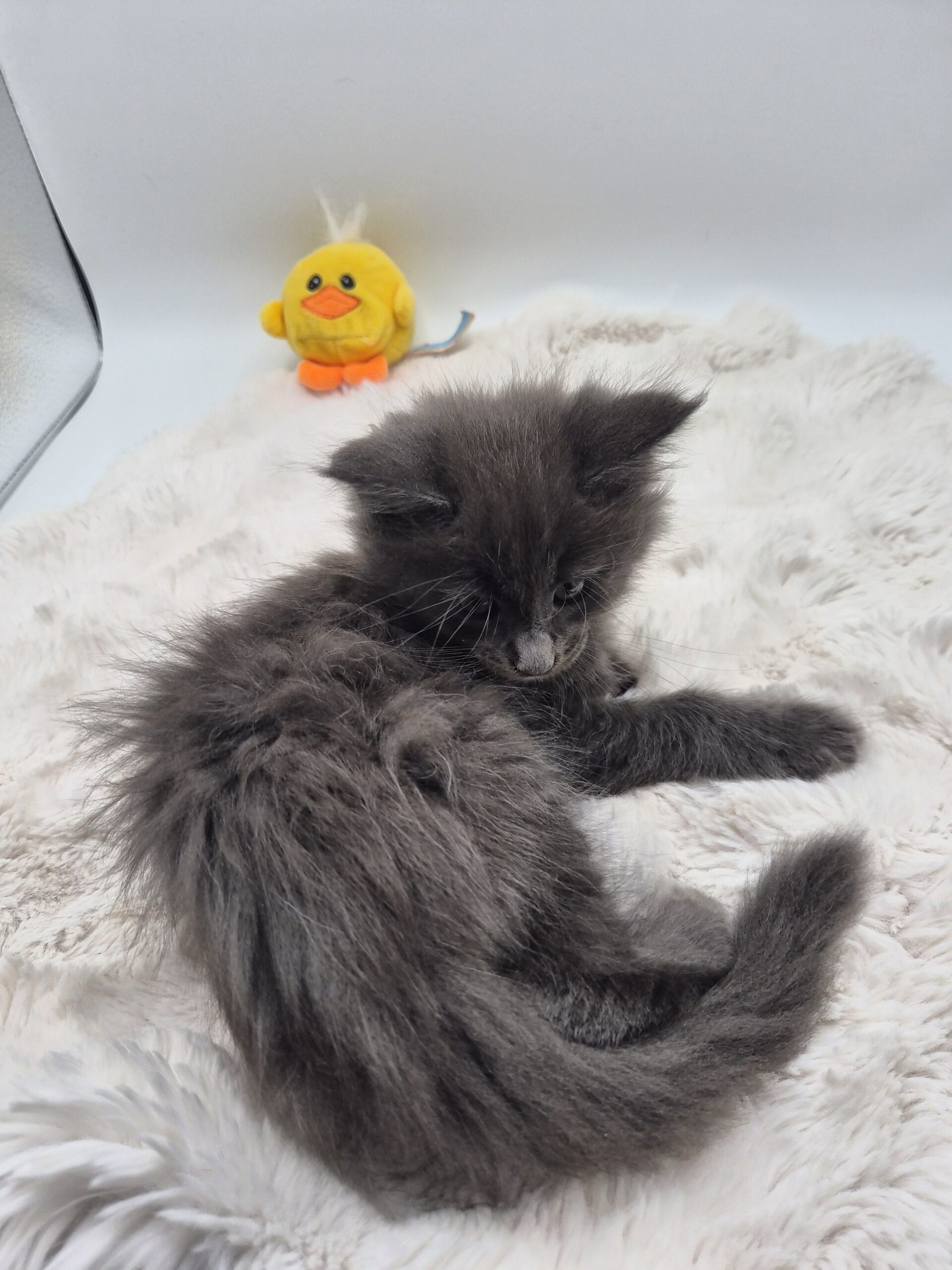 Mâle B – chaton bleu