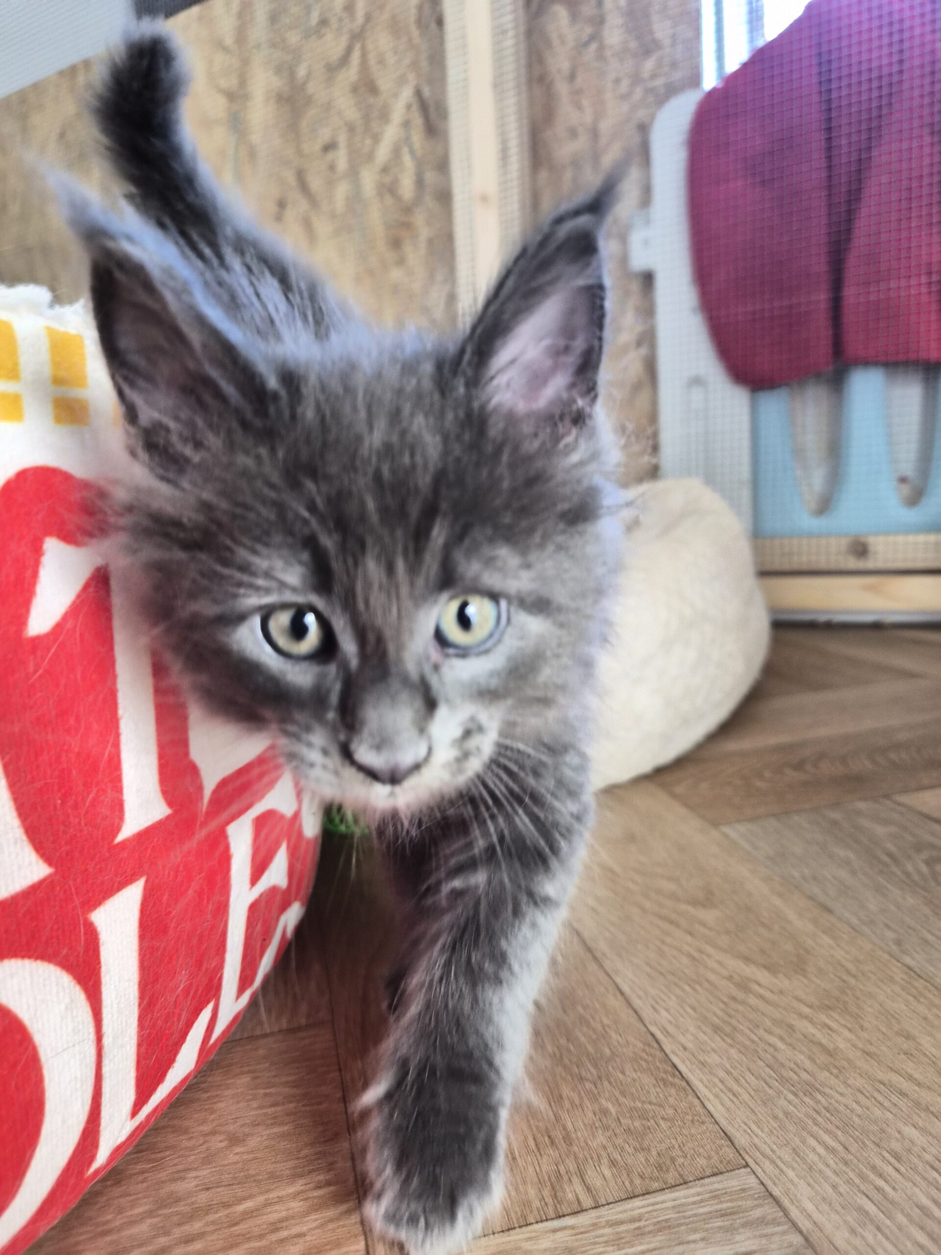 Mâle B – chaton bleu
